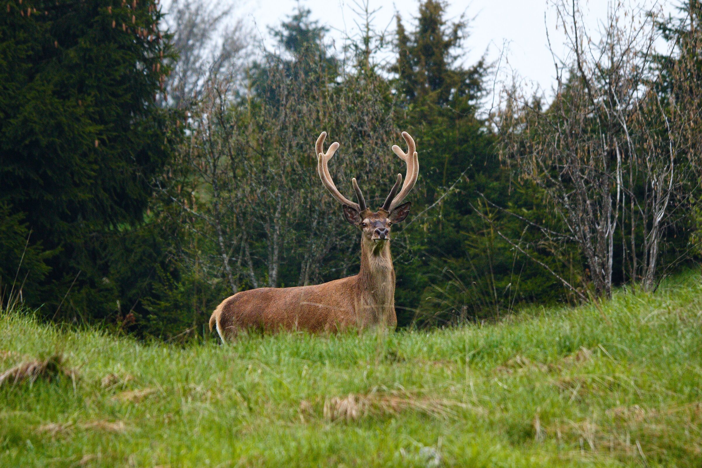 The King of the Woods!
