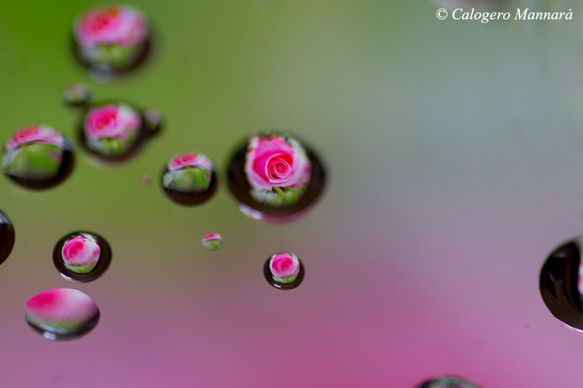 Pink drop