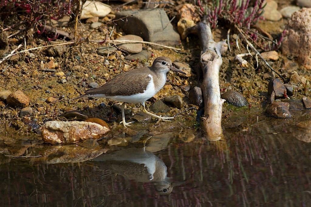 Piro Piro Piccolo e riflesso
