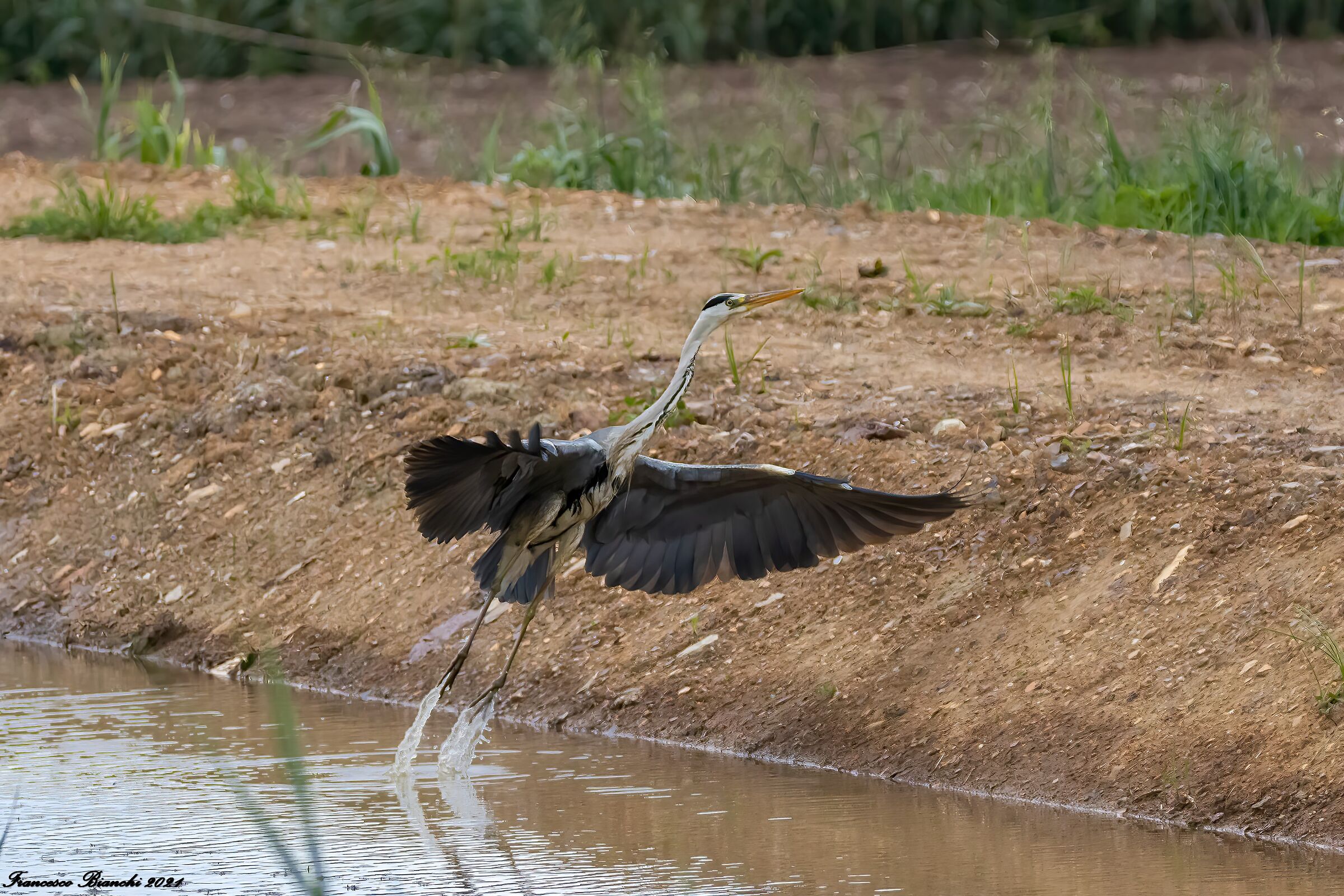 The Detachment - Cinerino Heron