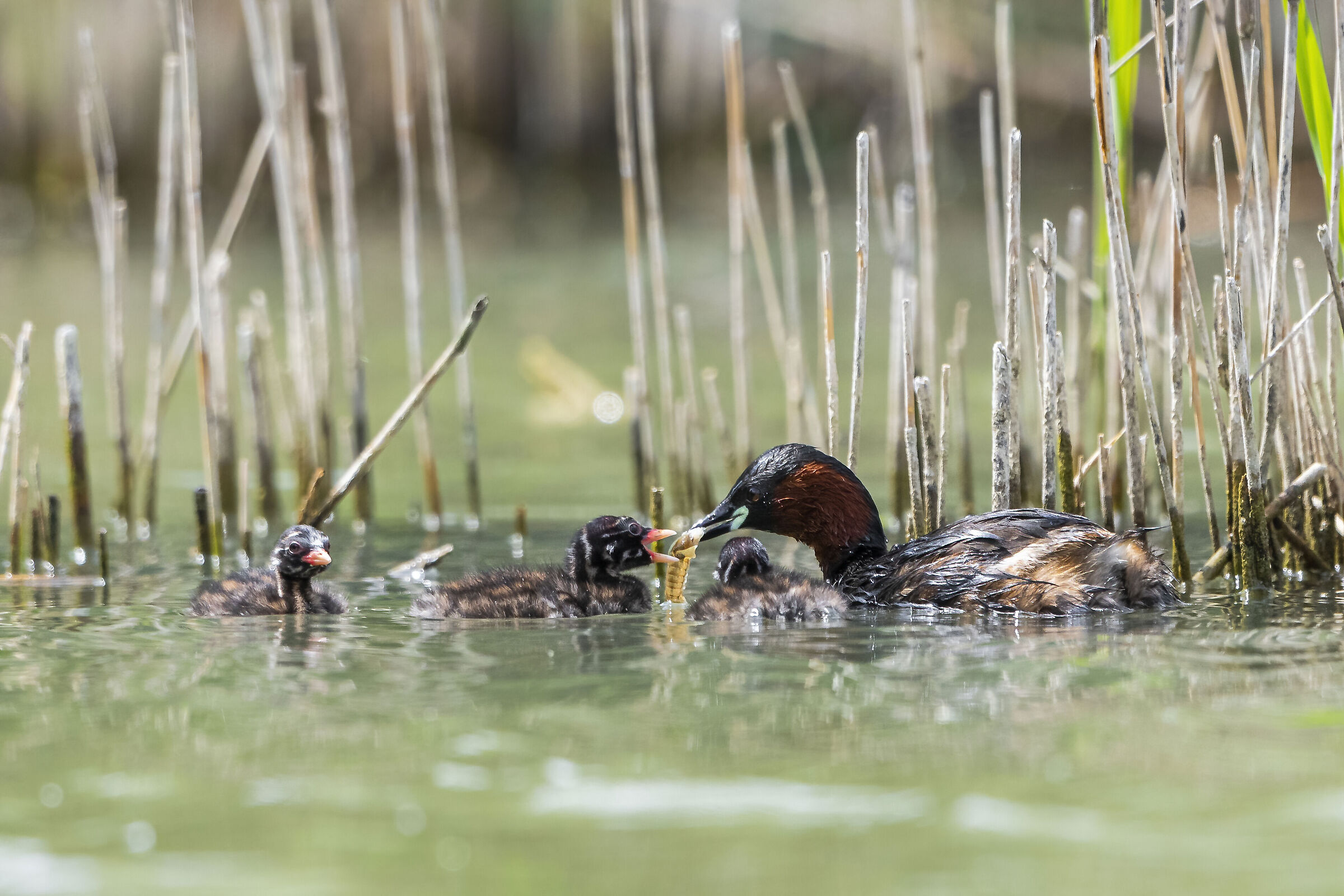 Mom tufting her pulli