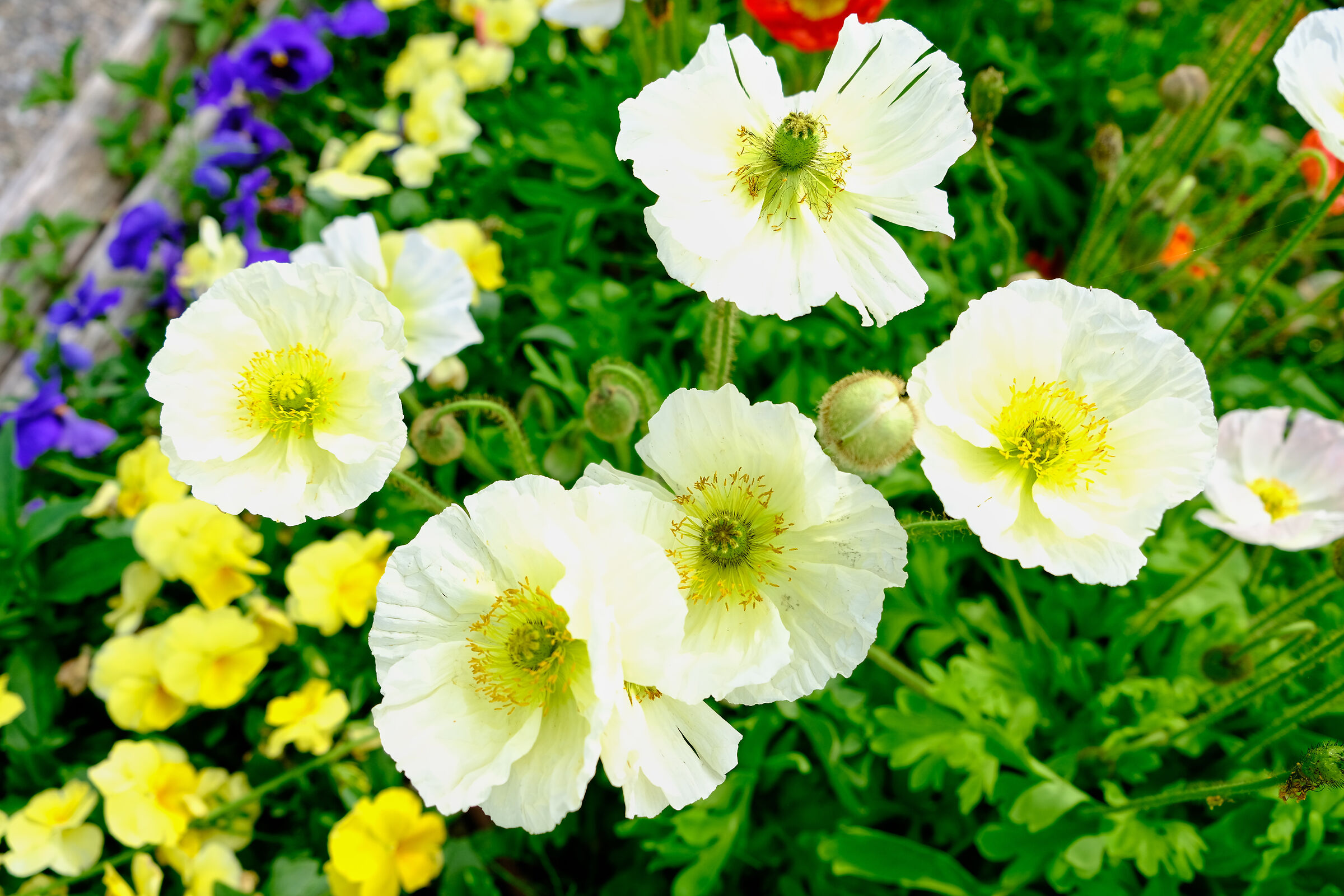 White poppy