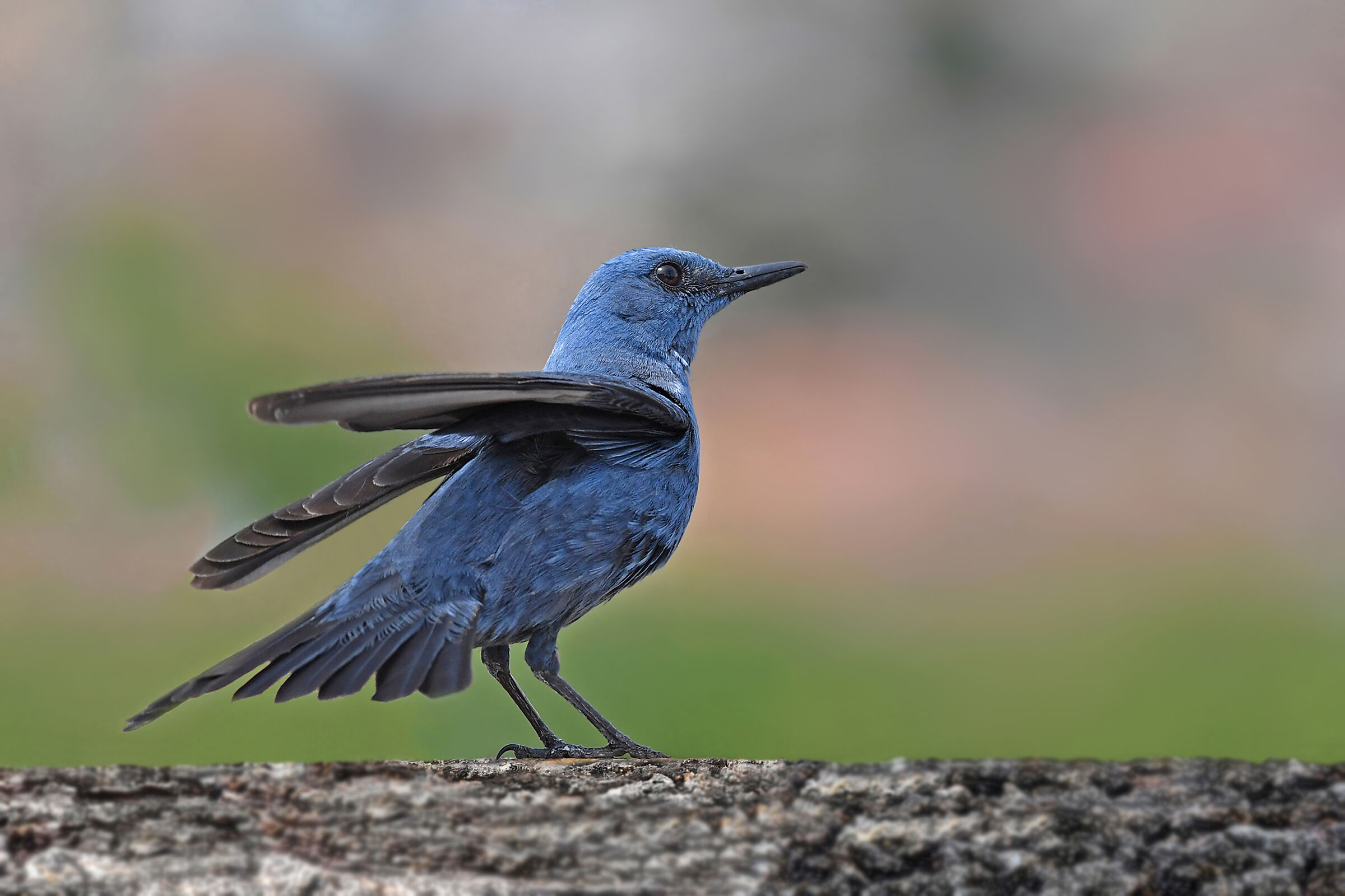 ...schivi gli spassi; Canti, e così trapassi...
