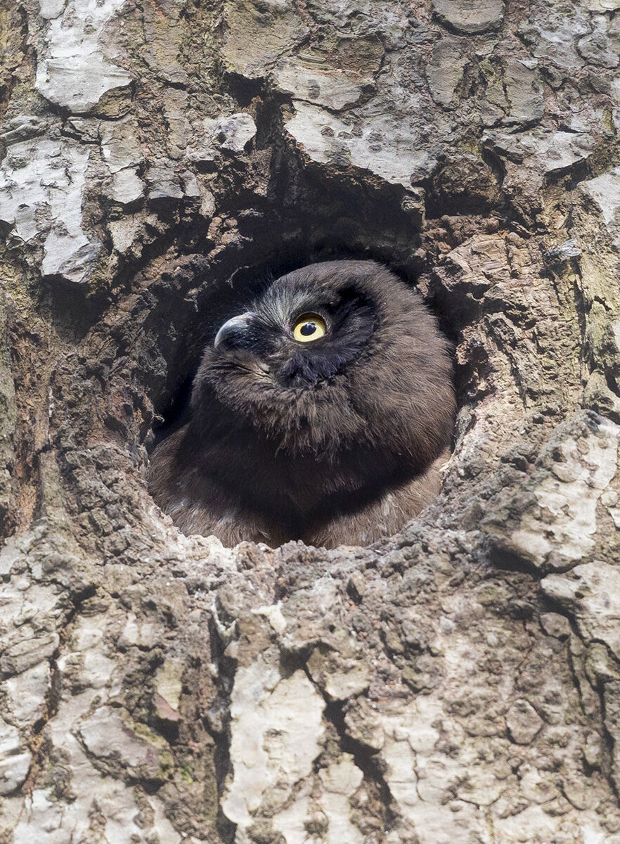 guardando il cielo, civetta capogrosso