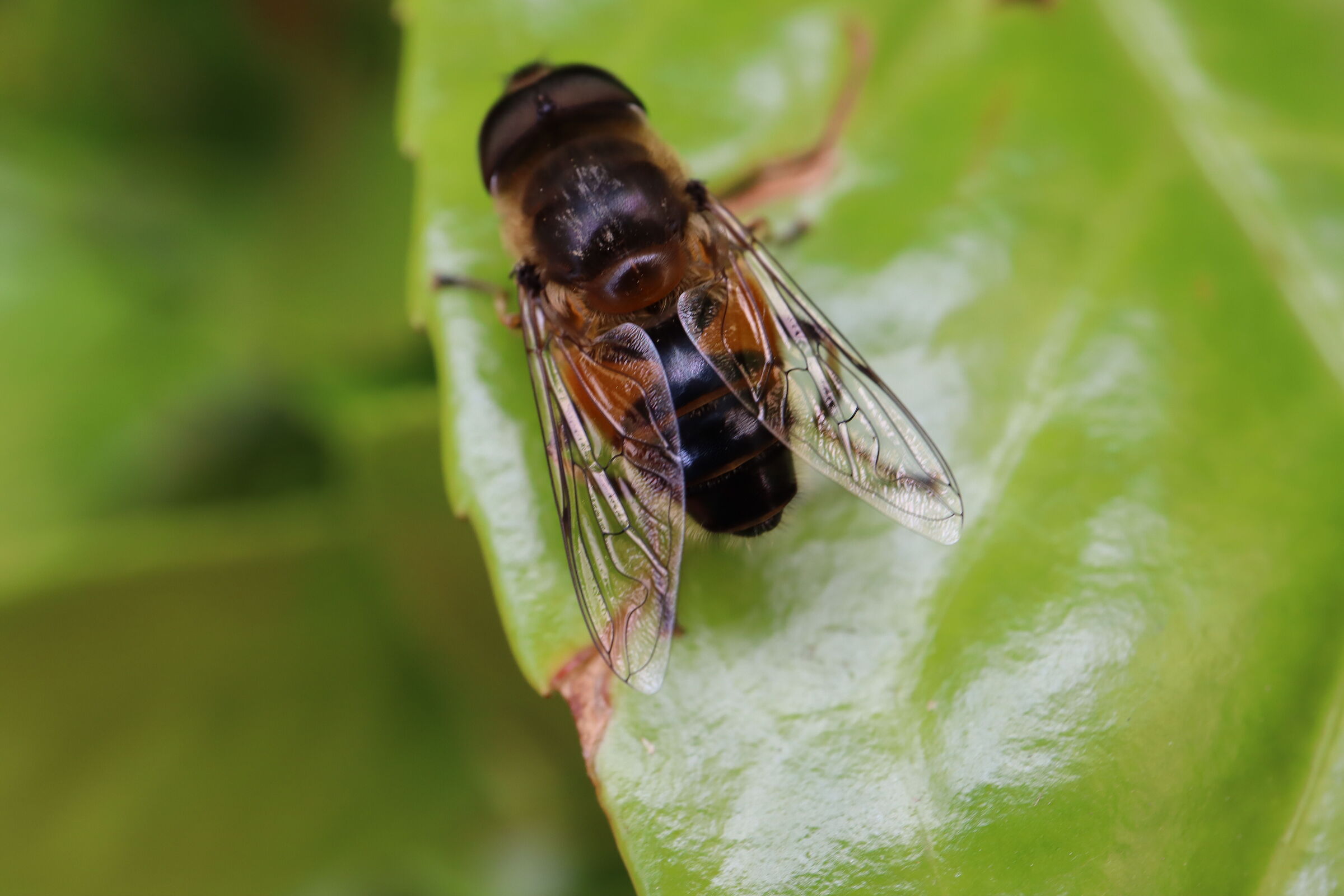 just not a bee
