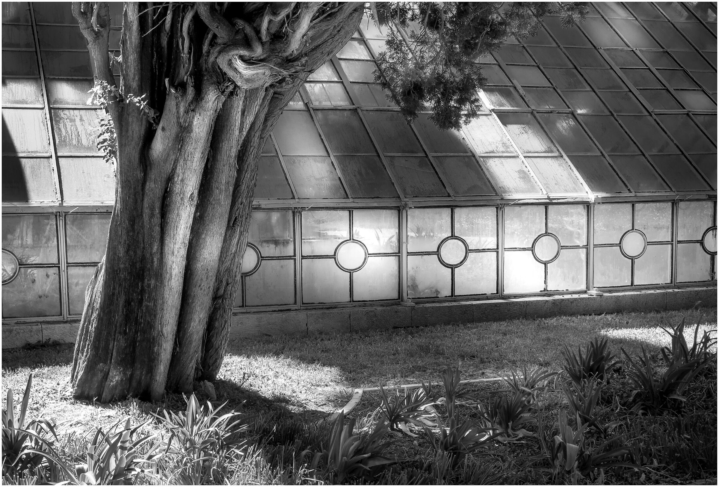 All'ombra di un cipresso