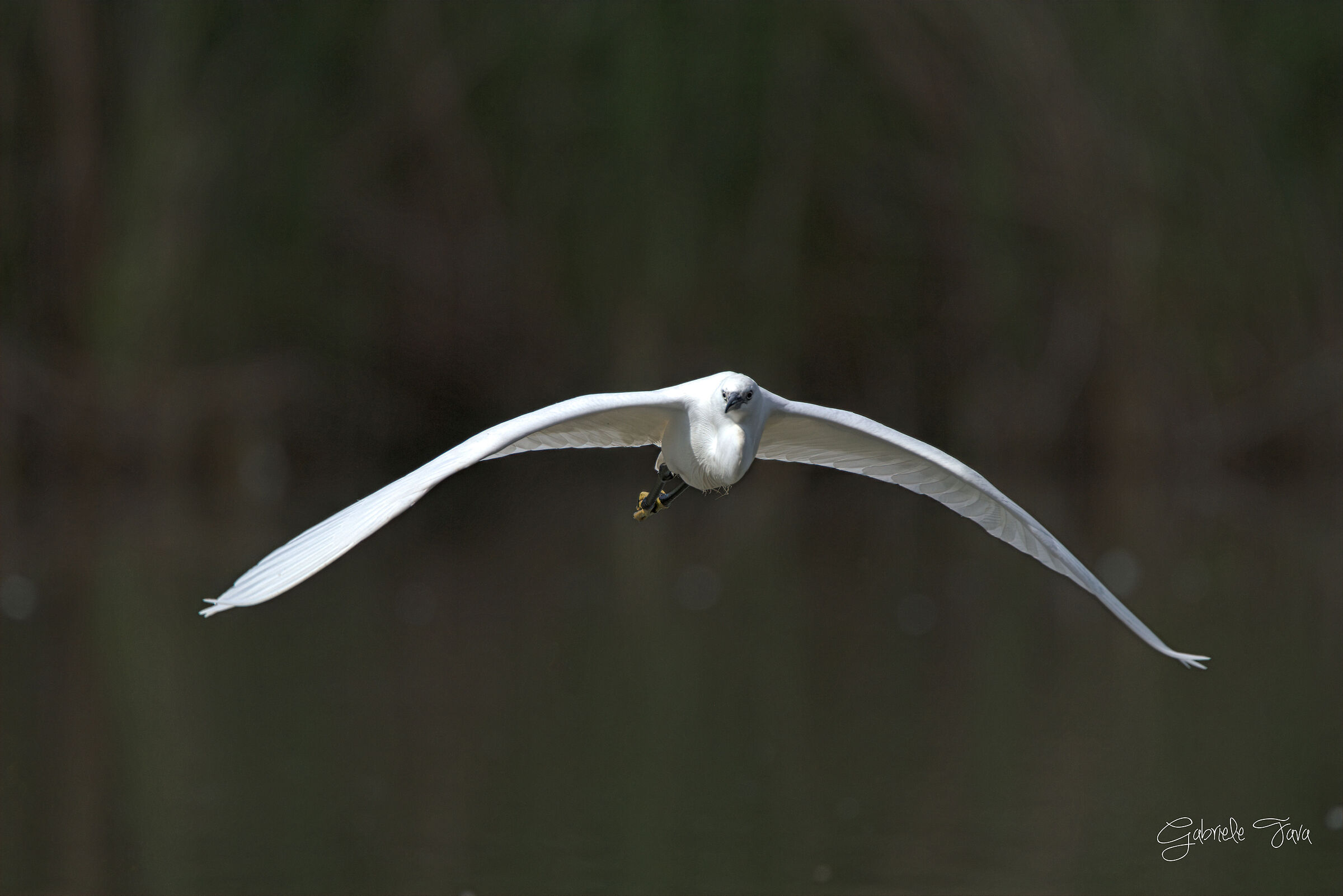 Garzetta in volo