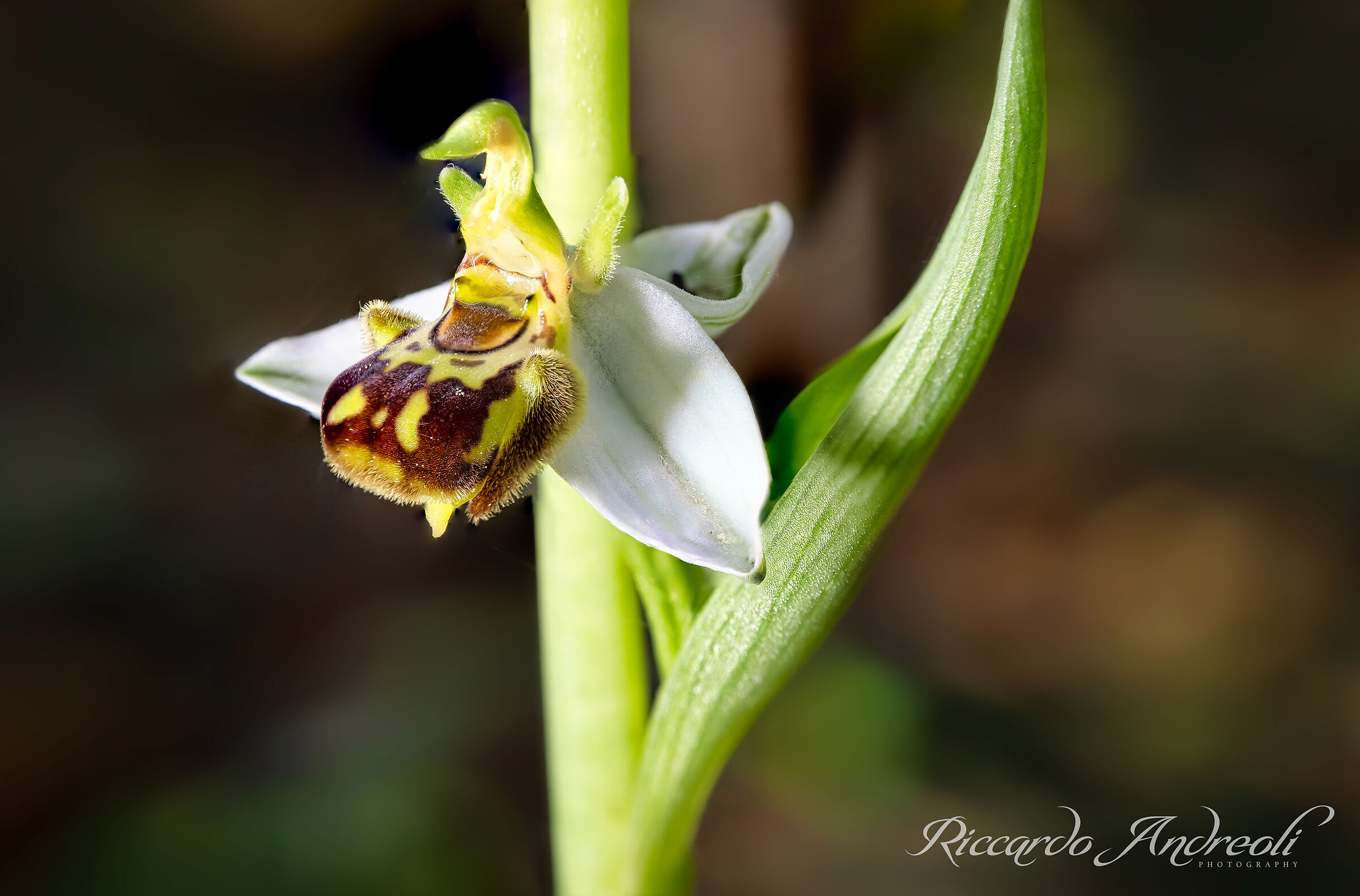 Apiferous ophrys