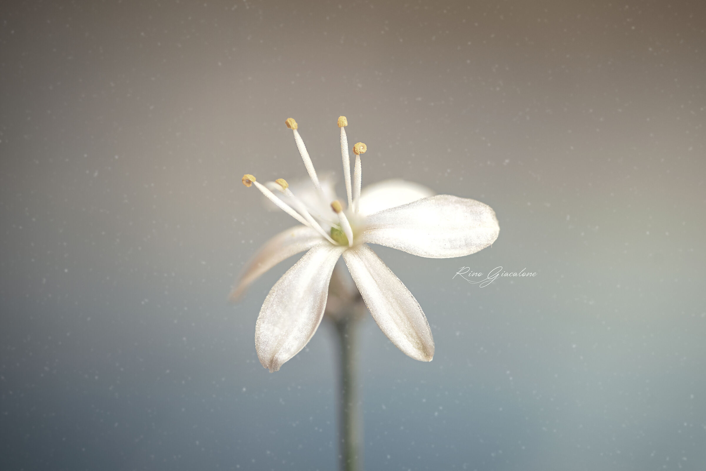 Untitled Photo