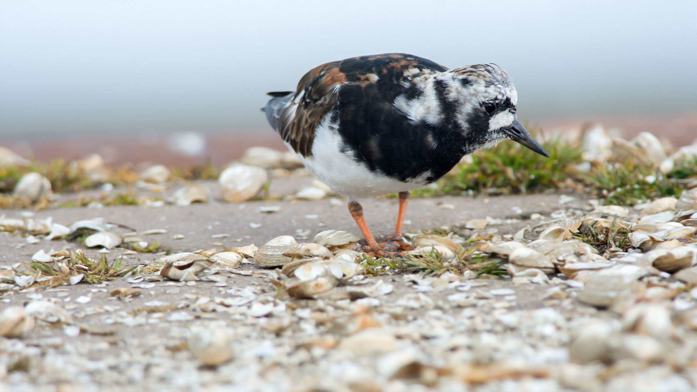 Turnstone