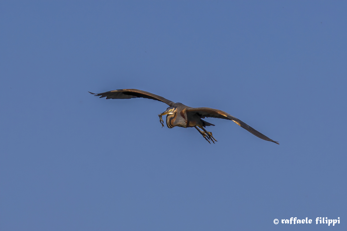 Airone rosso con la colazione dei piccoli