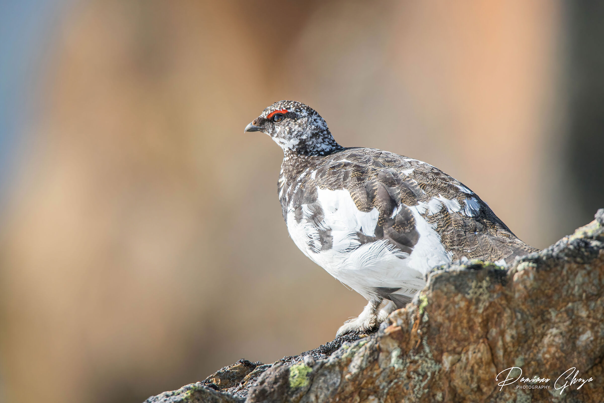 ptarmigan