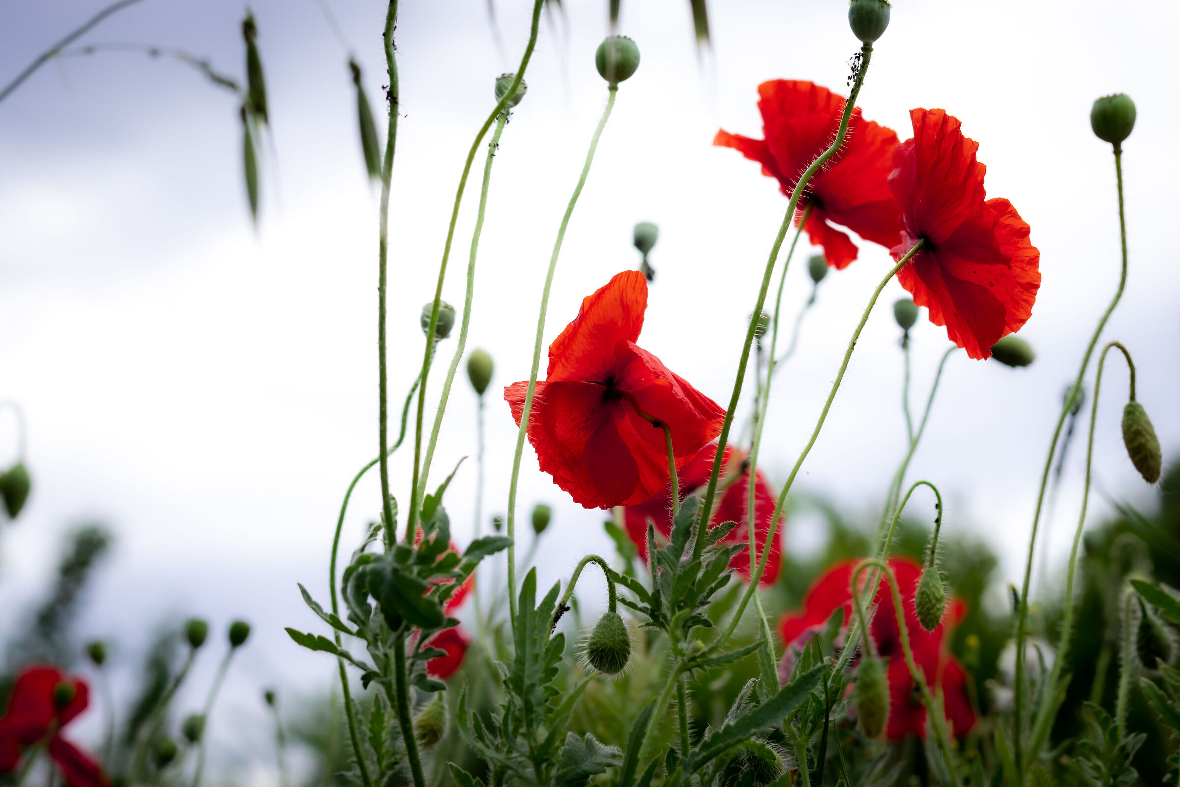 But they're a thousand red poppies