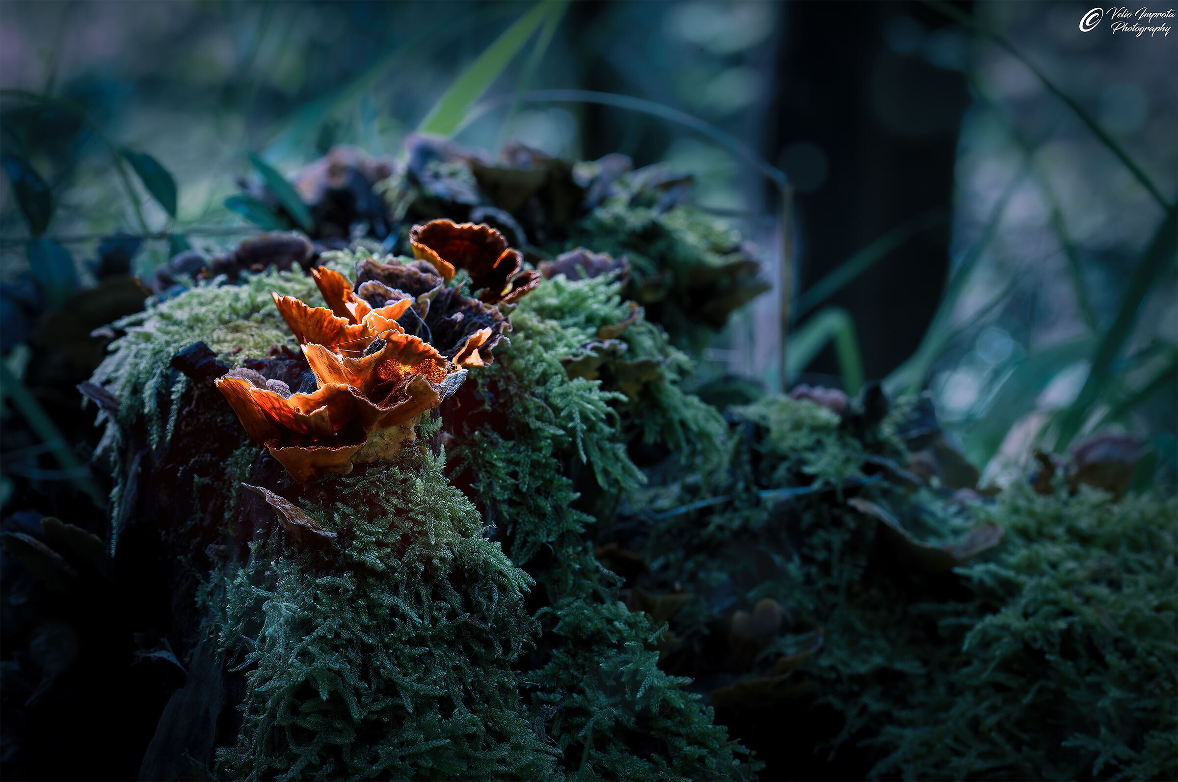 Small and shiny siams