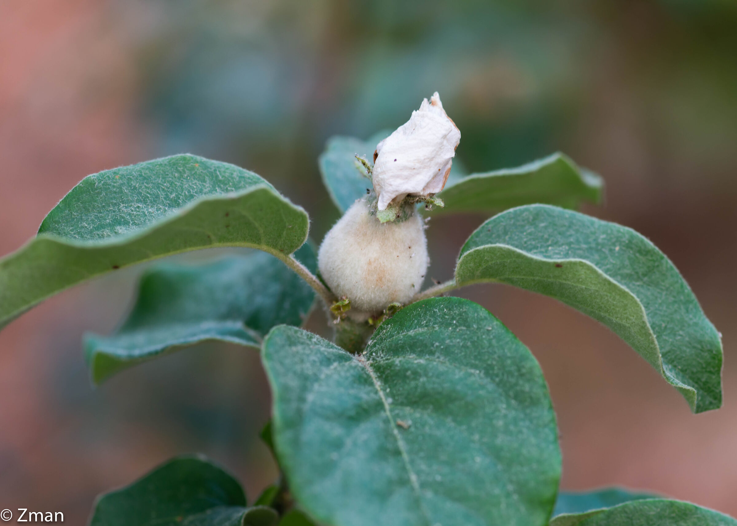 Quince  Fruit