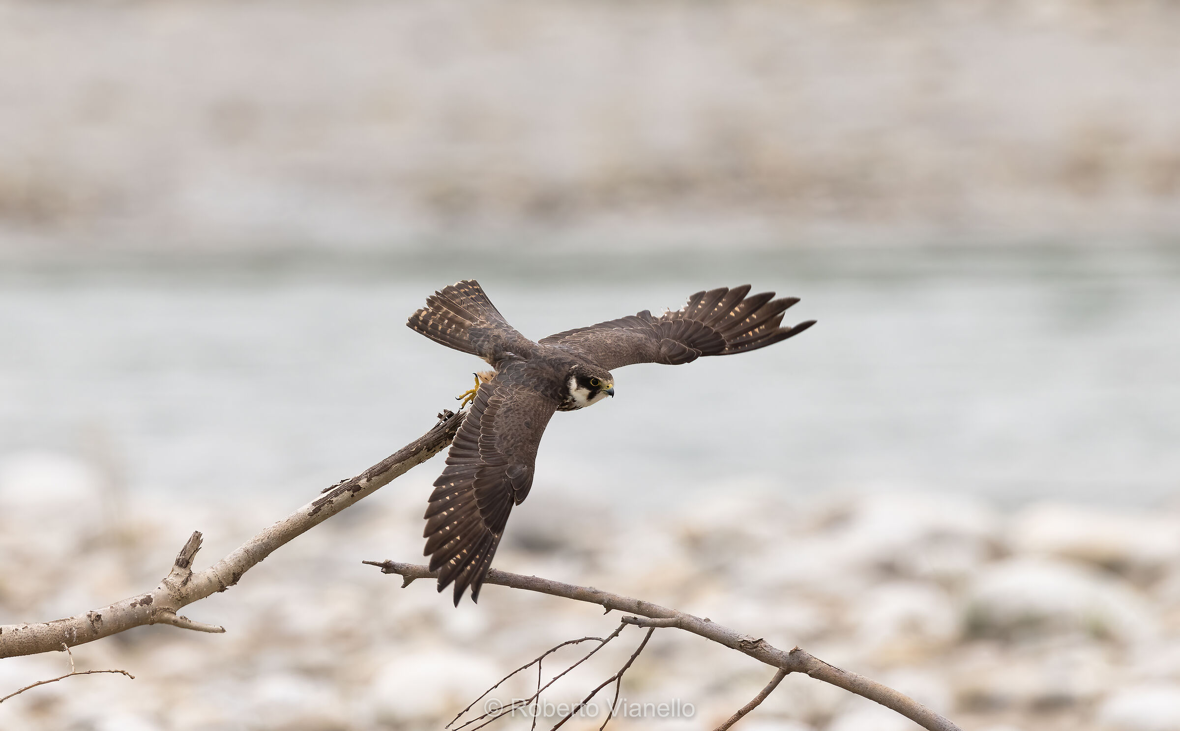 Lodolaio (Falco subbuteo)