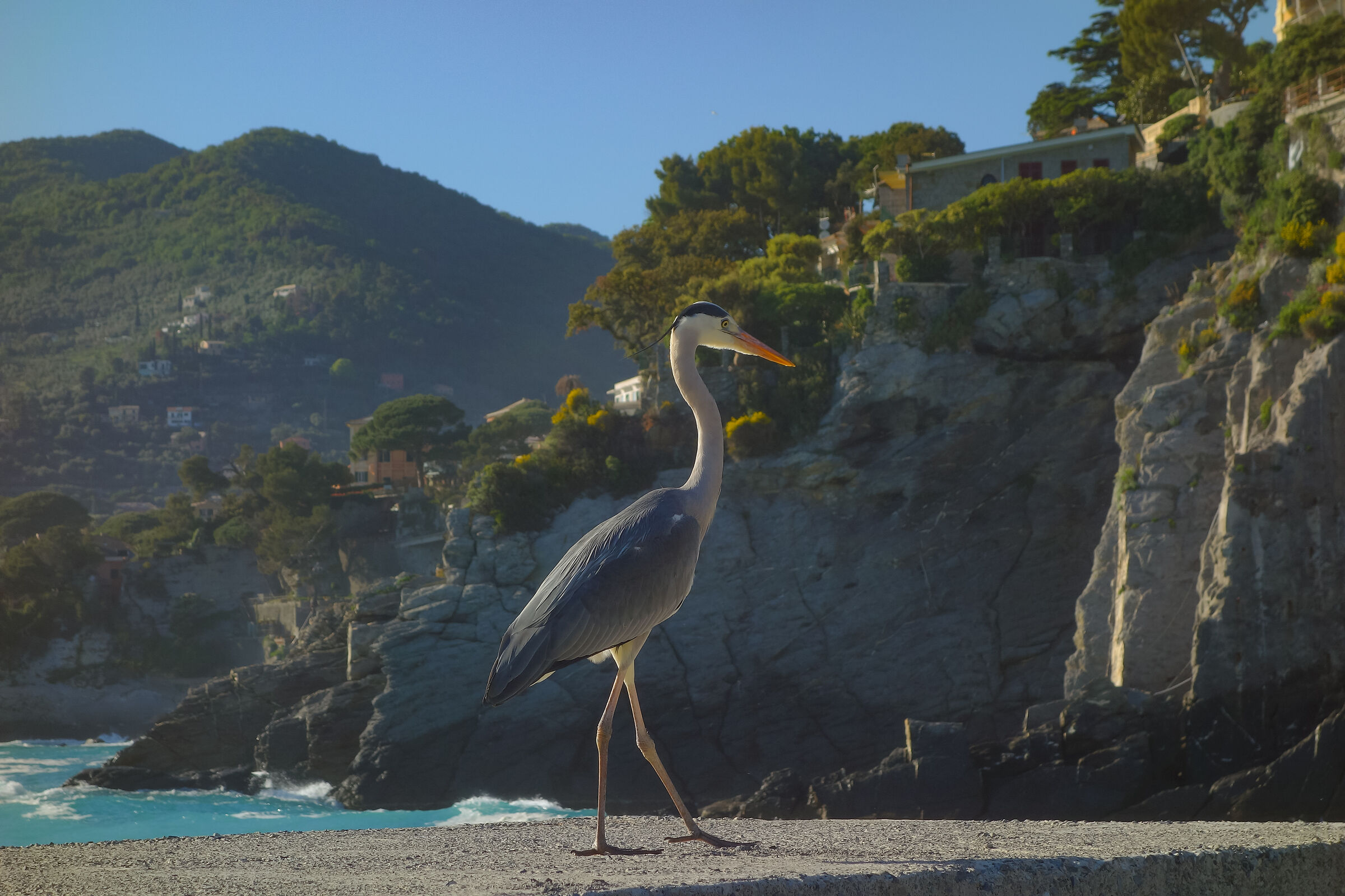 Dancing on the rocks