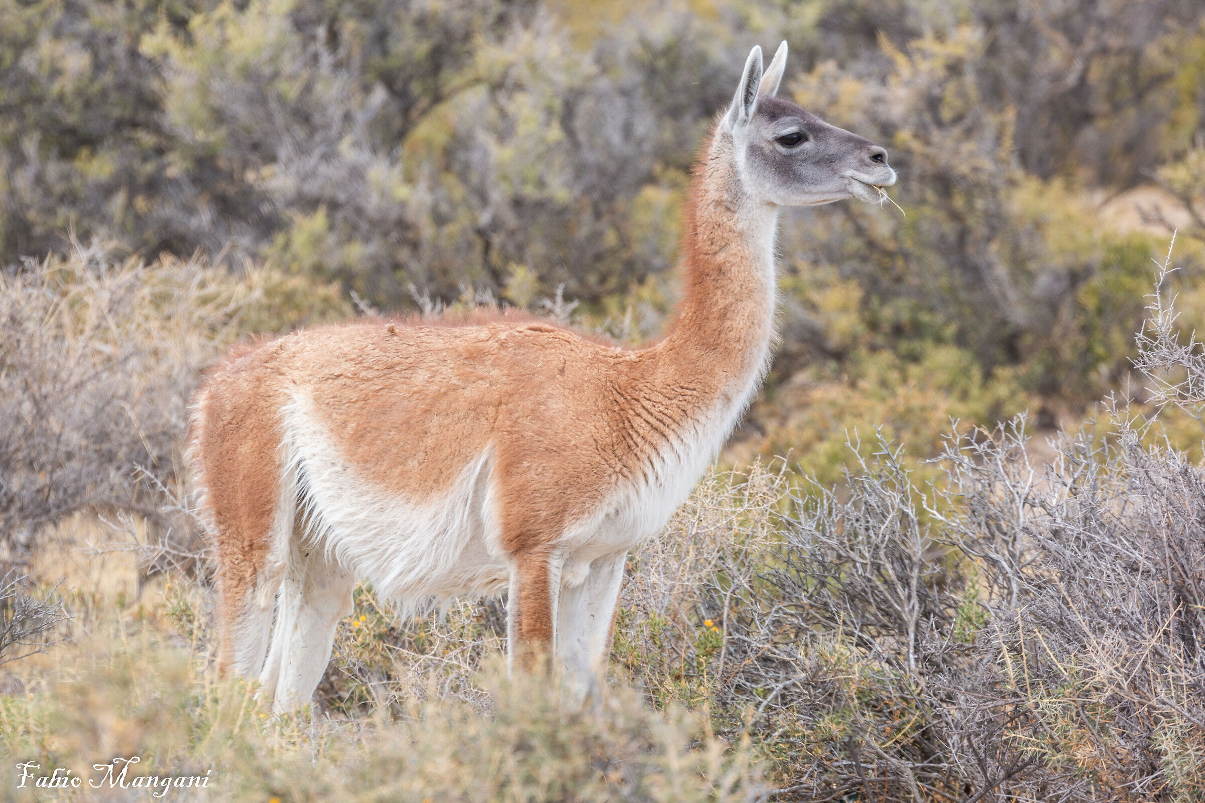Guanaco
