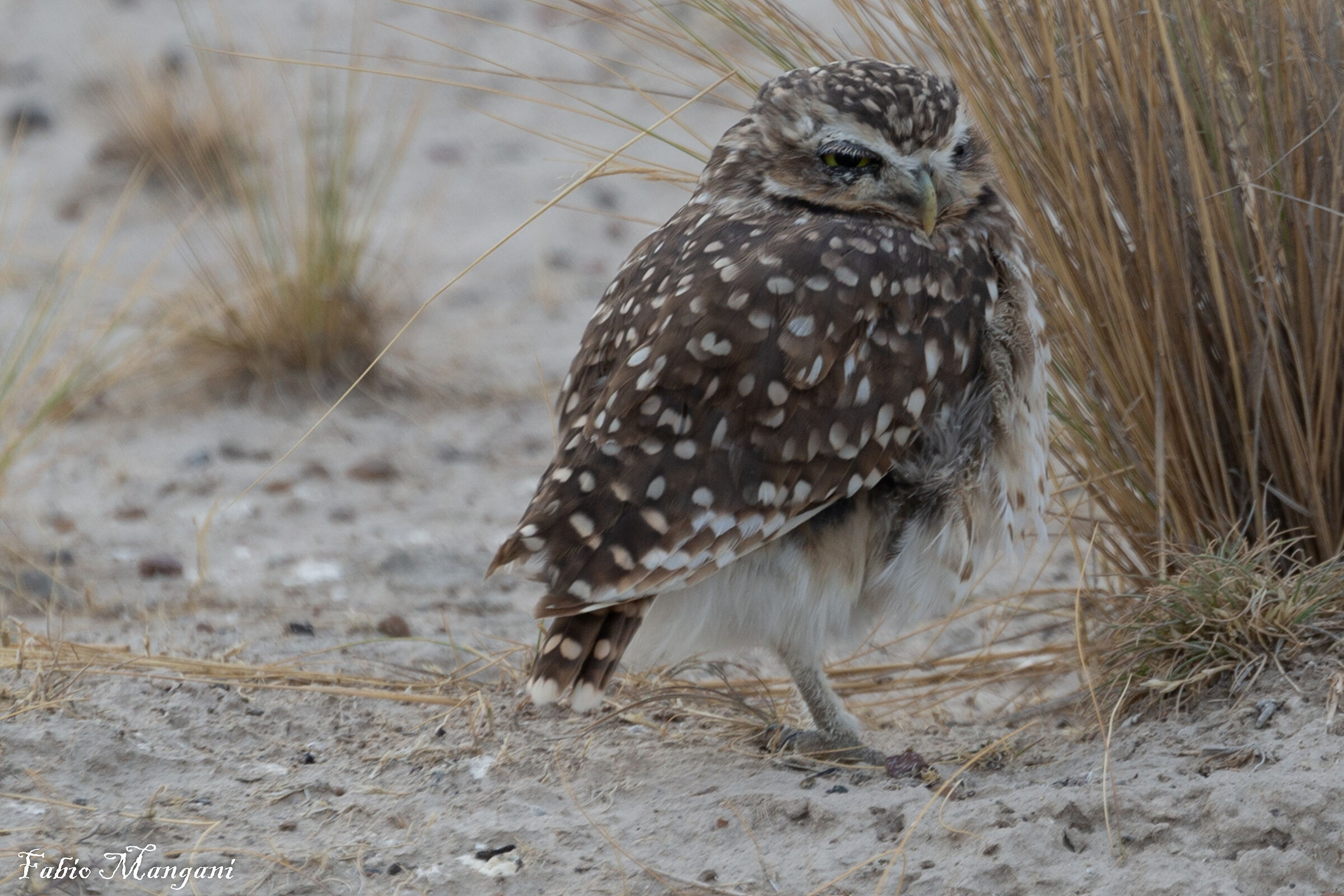 Civetta della Patagonia