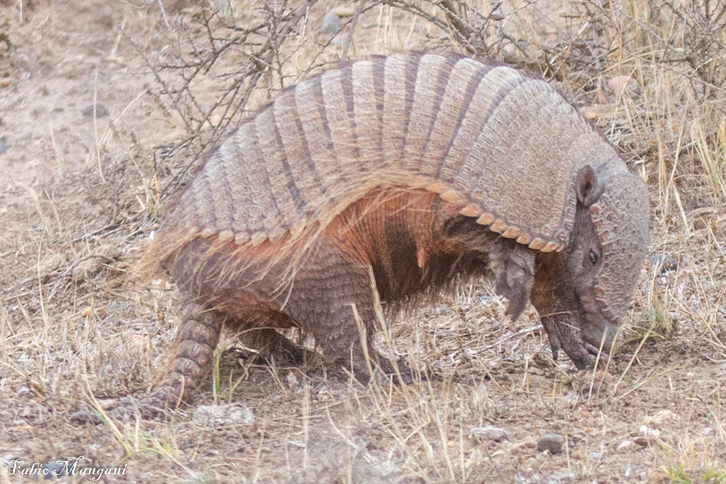 Armadillo -colpaccio -