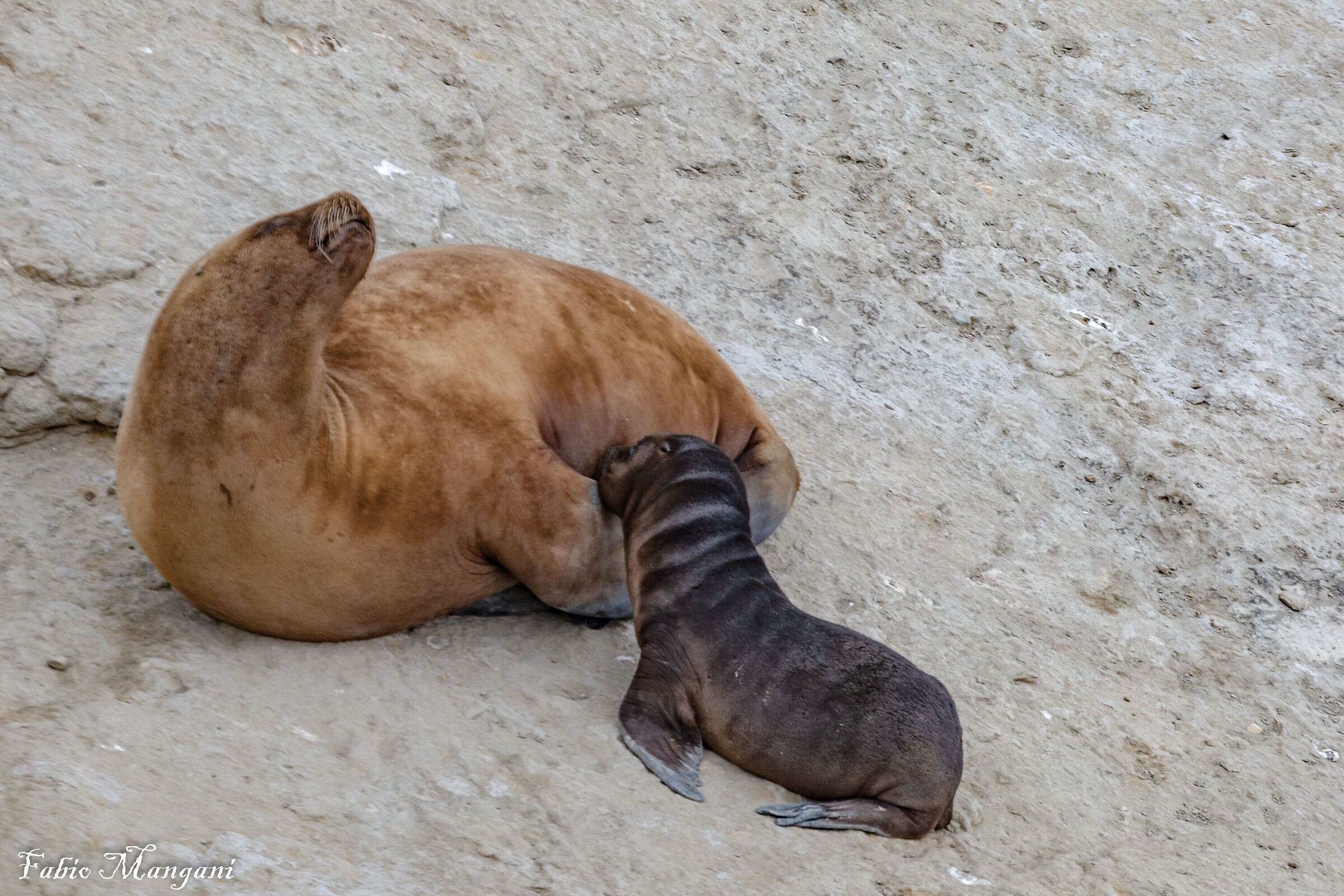 Foca con piccolo che allatta
