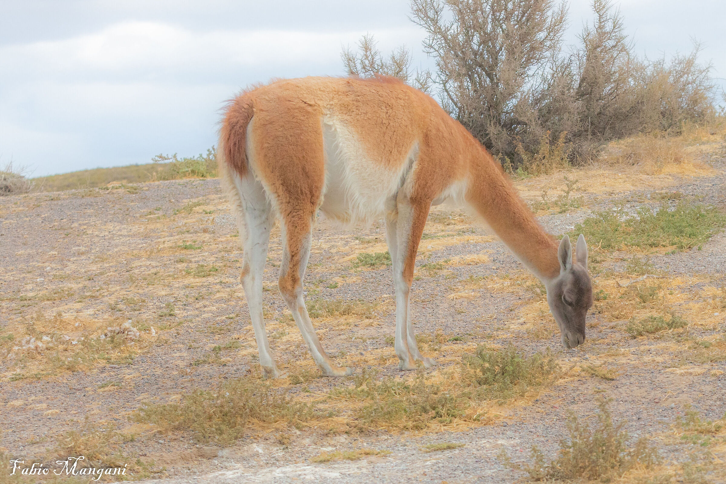 Guanaco -troppo bello -