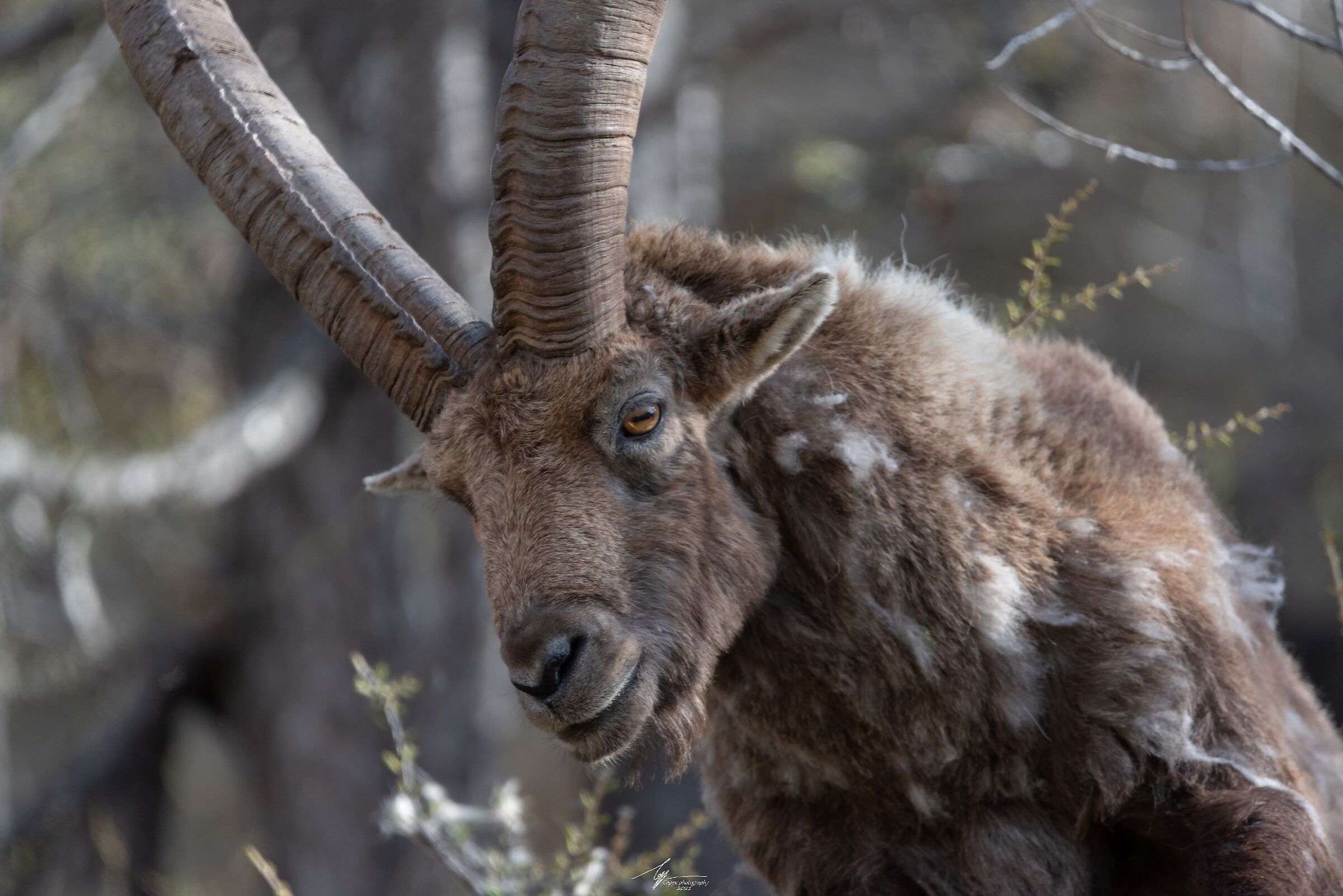 Faccia a faccia con uno stambecco molto anziano