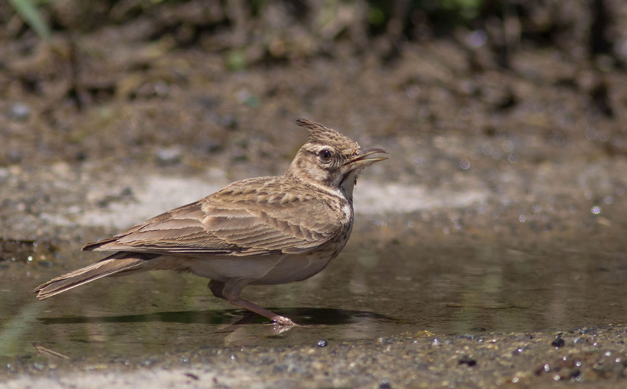 The Watering Chaplain