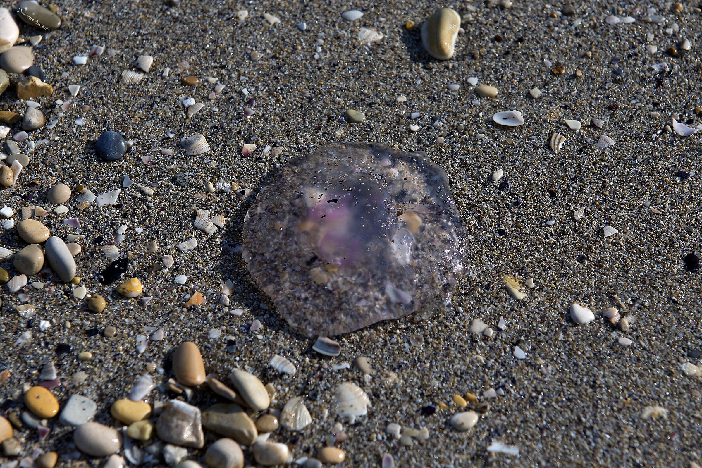 La lenta agonia della Medusa