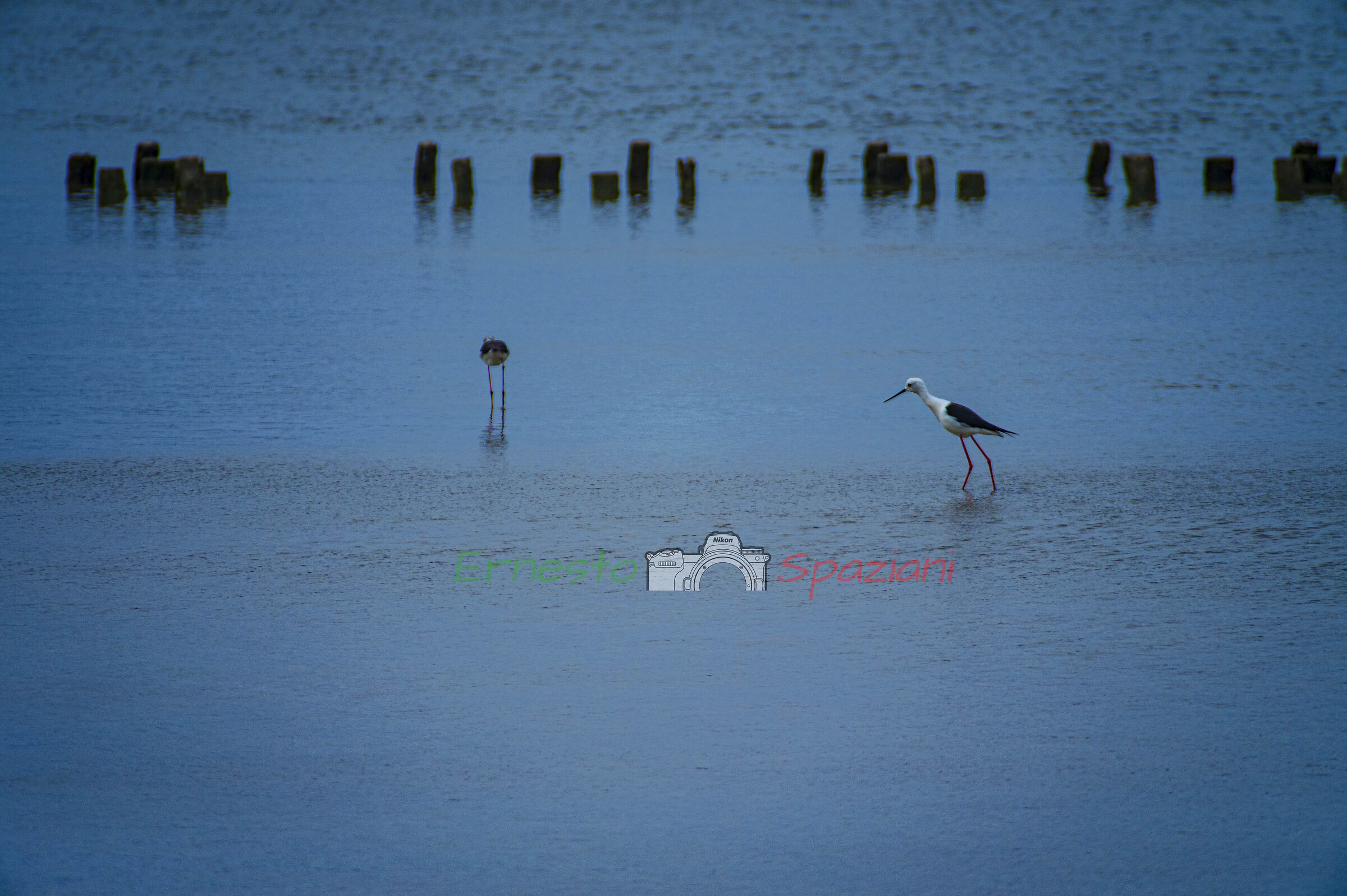 cavalieri d'Italia alle saline di tarquinia