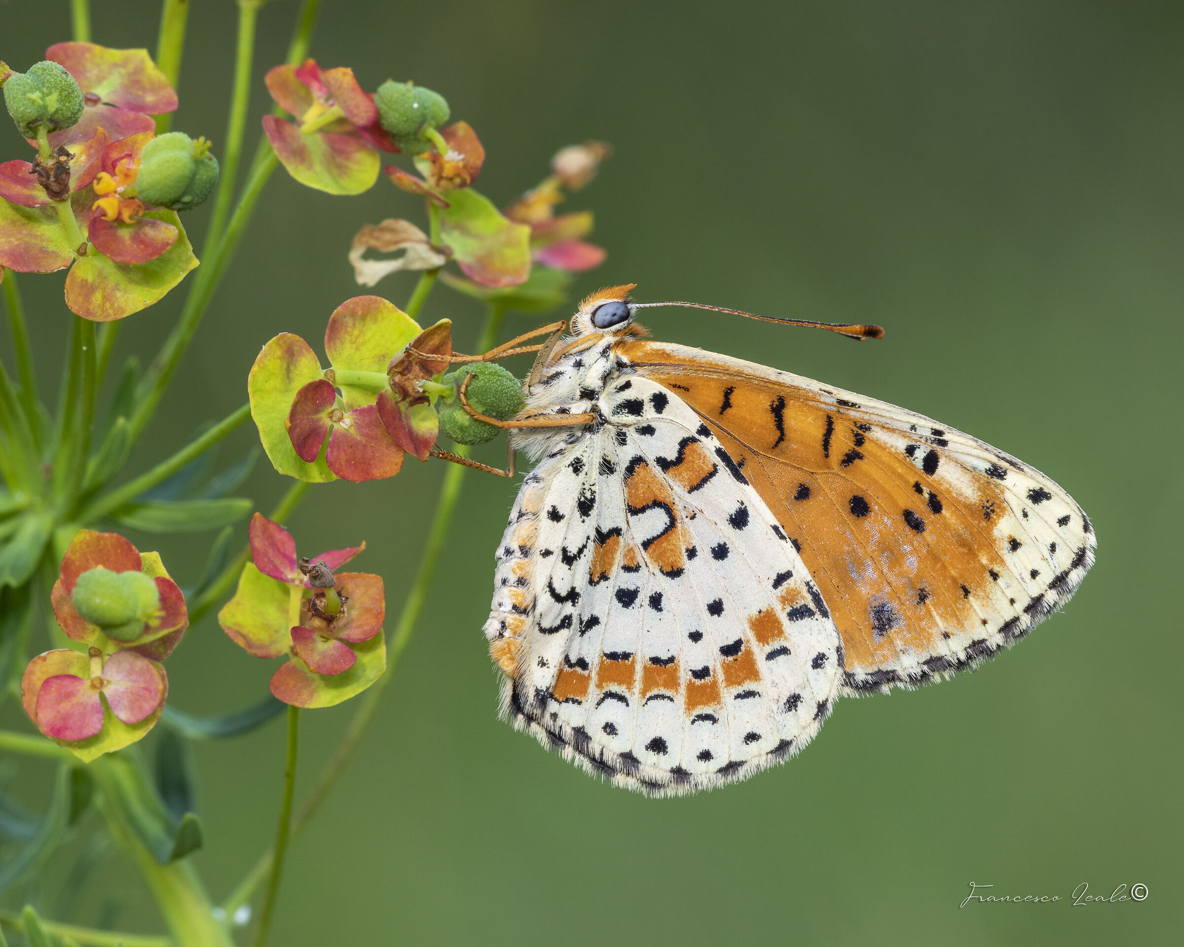 Melitaea Fidyma