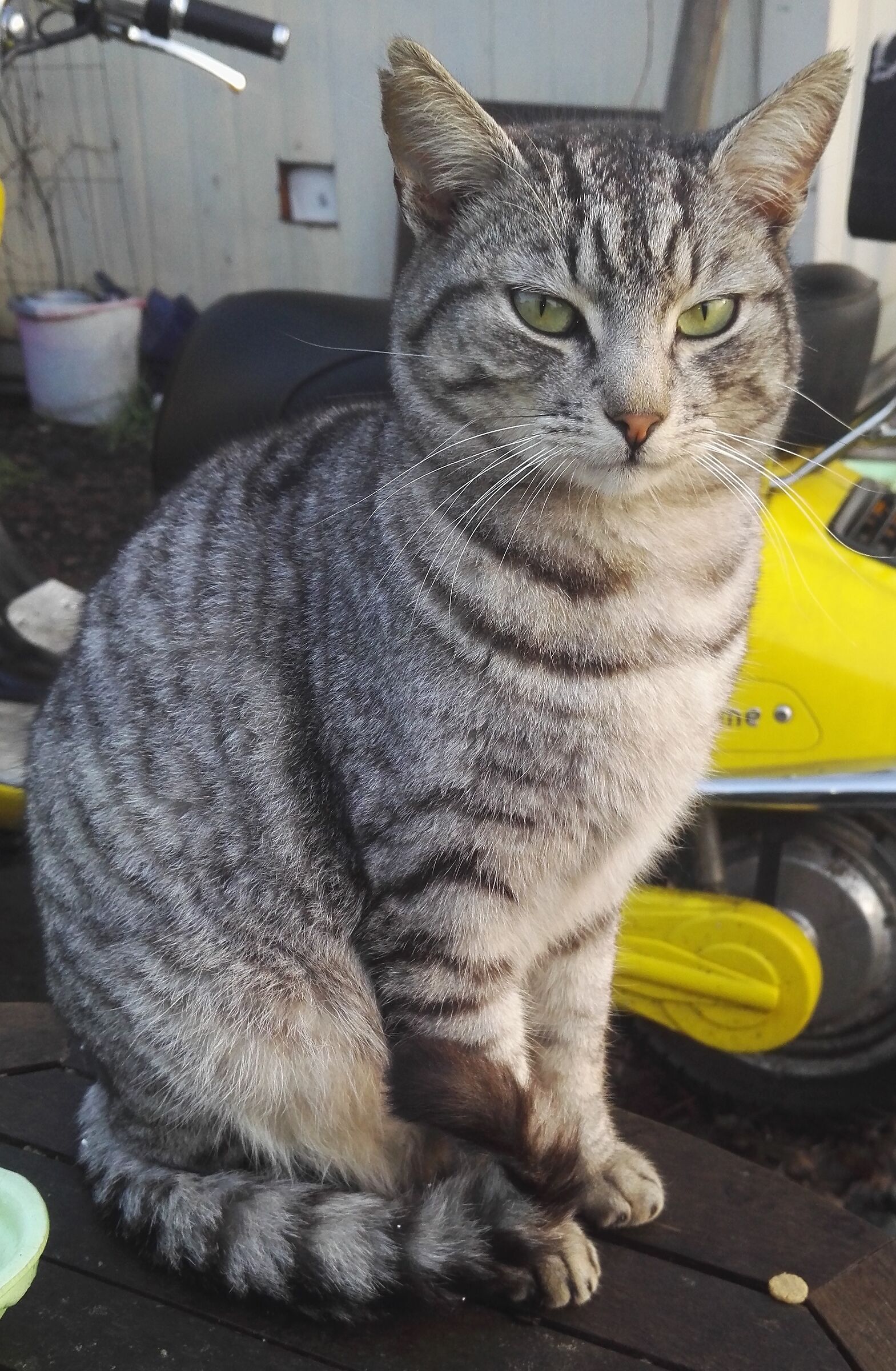 gatto non so chi e' 18/01/2020