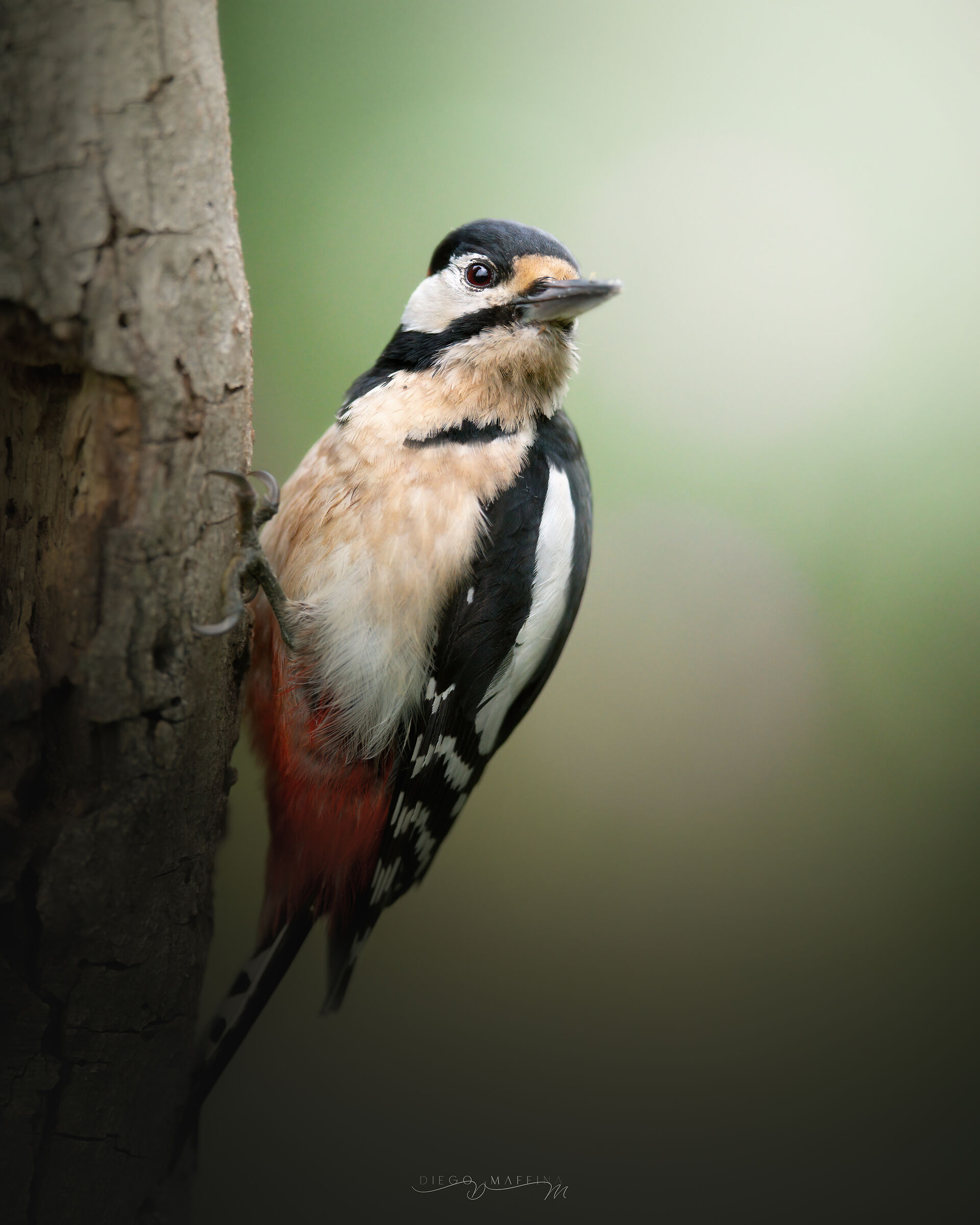 One day, in the wood