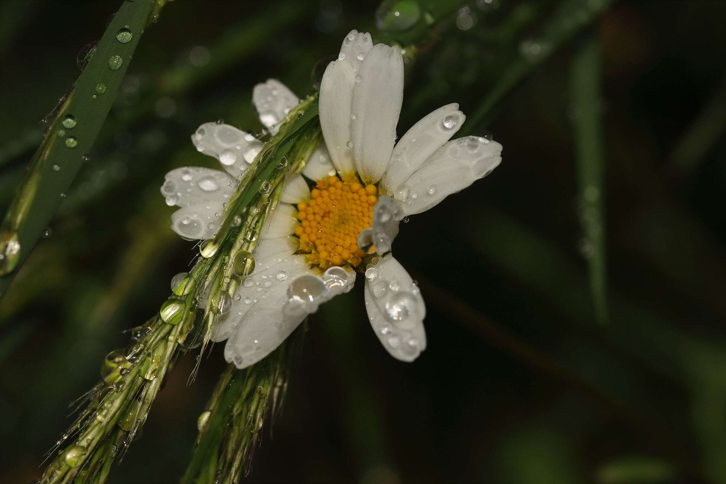 drops of life