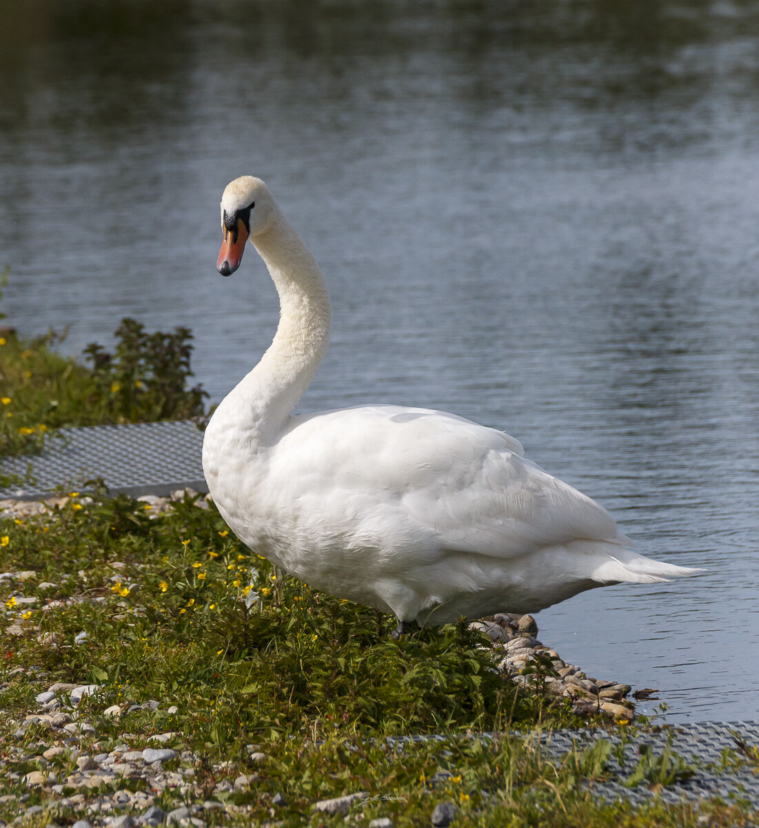 Cigno solitario