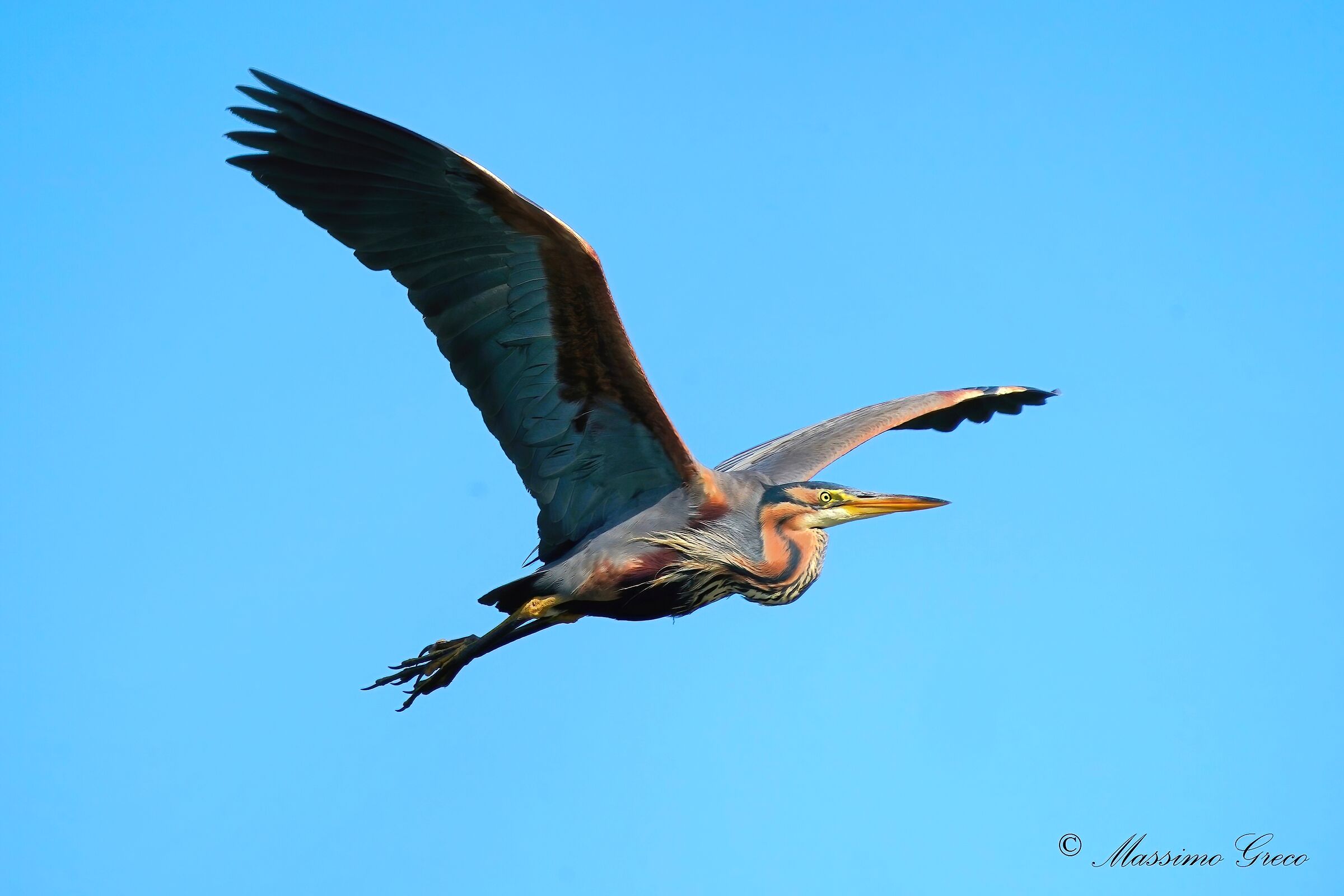Airone rosso (Ardea purpurea)