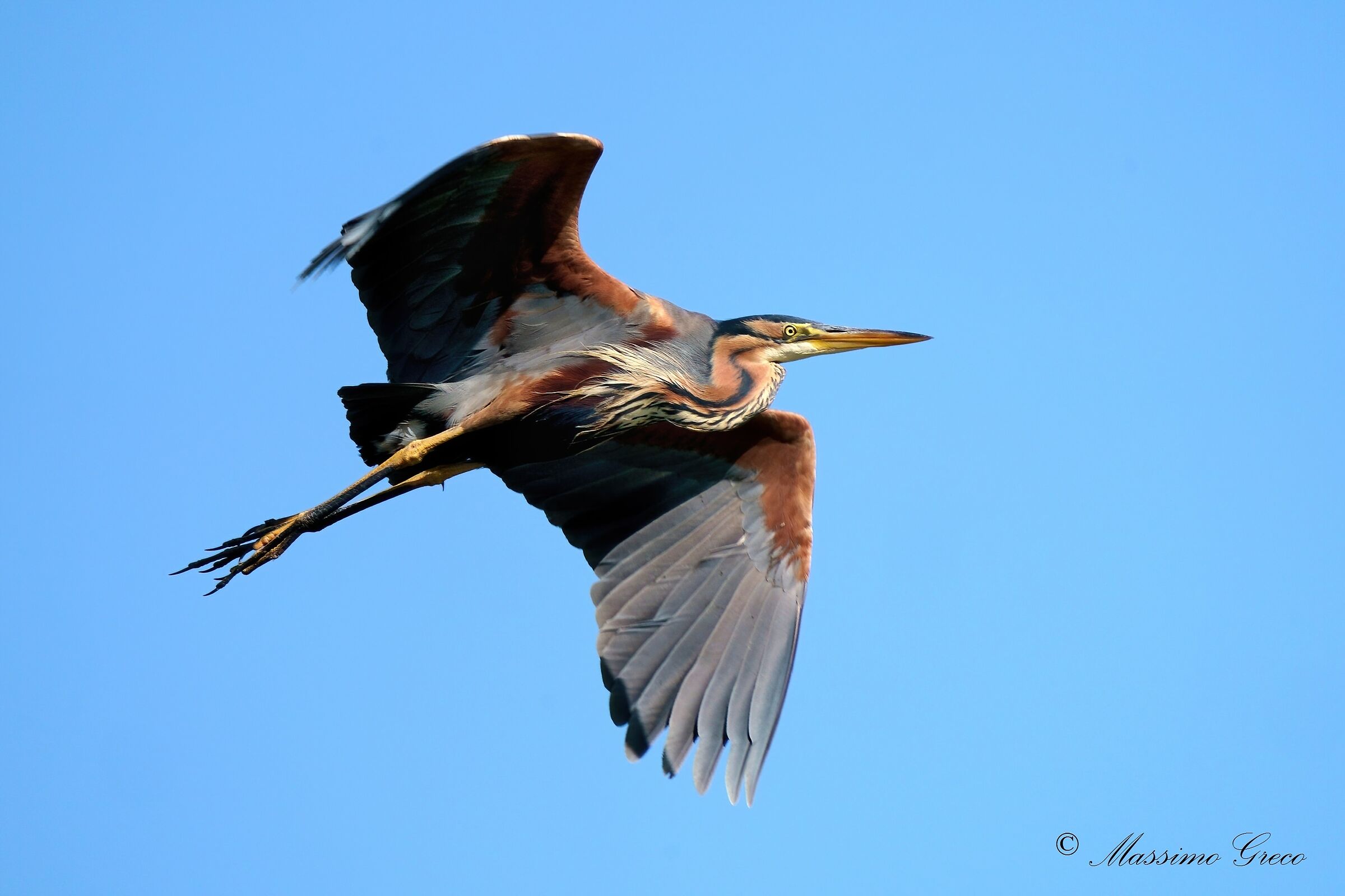 Airone rosso (Ardea purpurea)