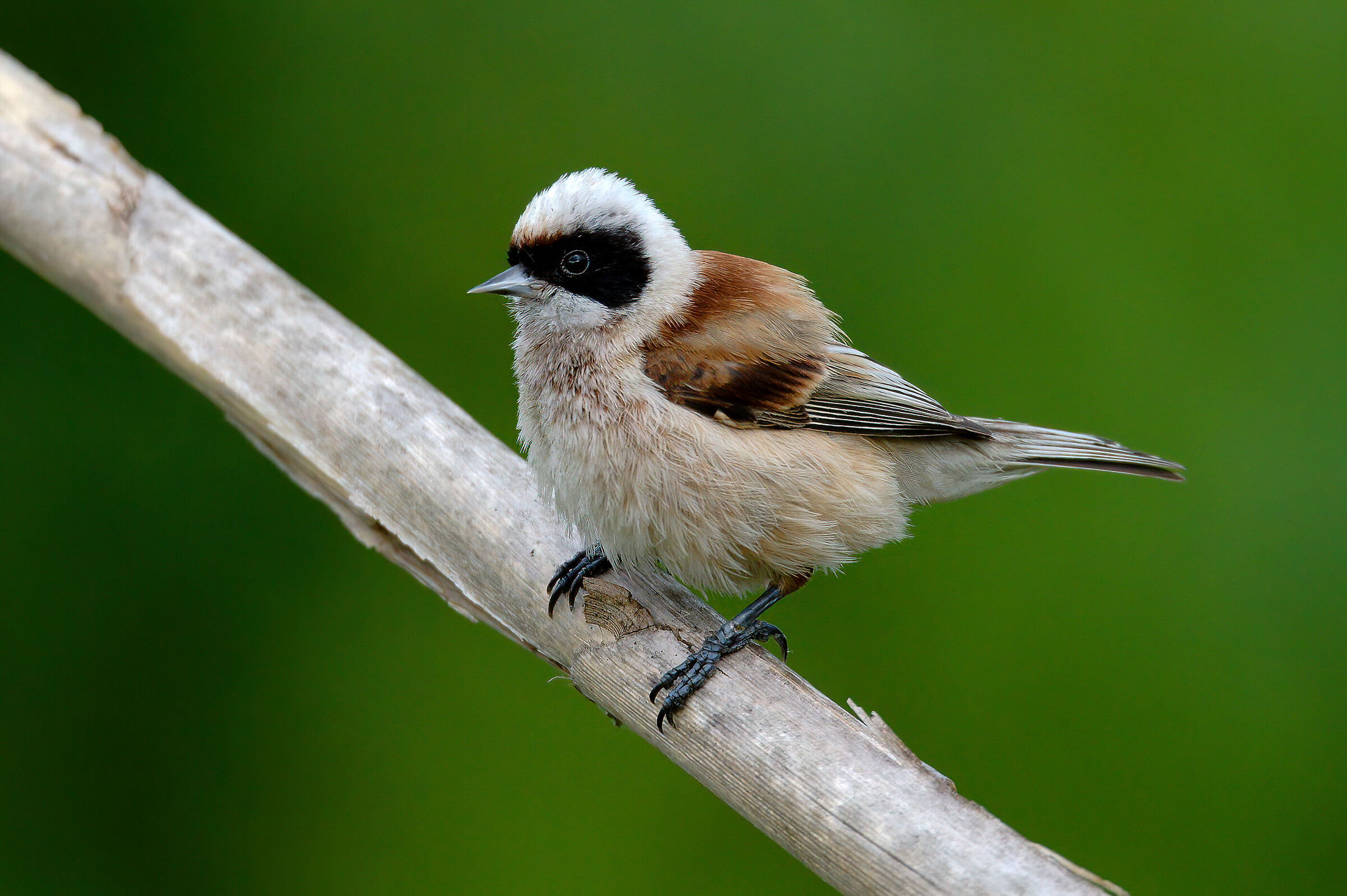 Pendolino(Remiz pendulinus)