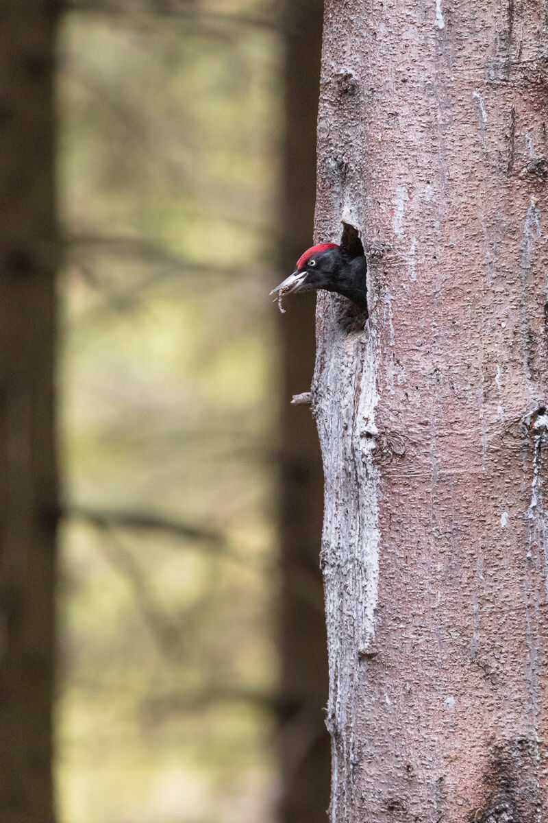 Picchio nero (Dryocopus martius)