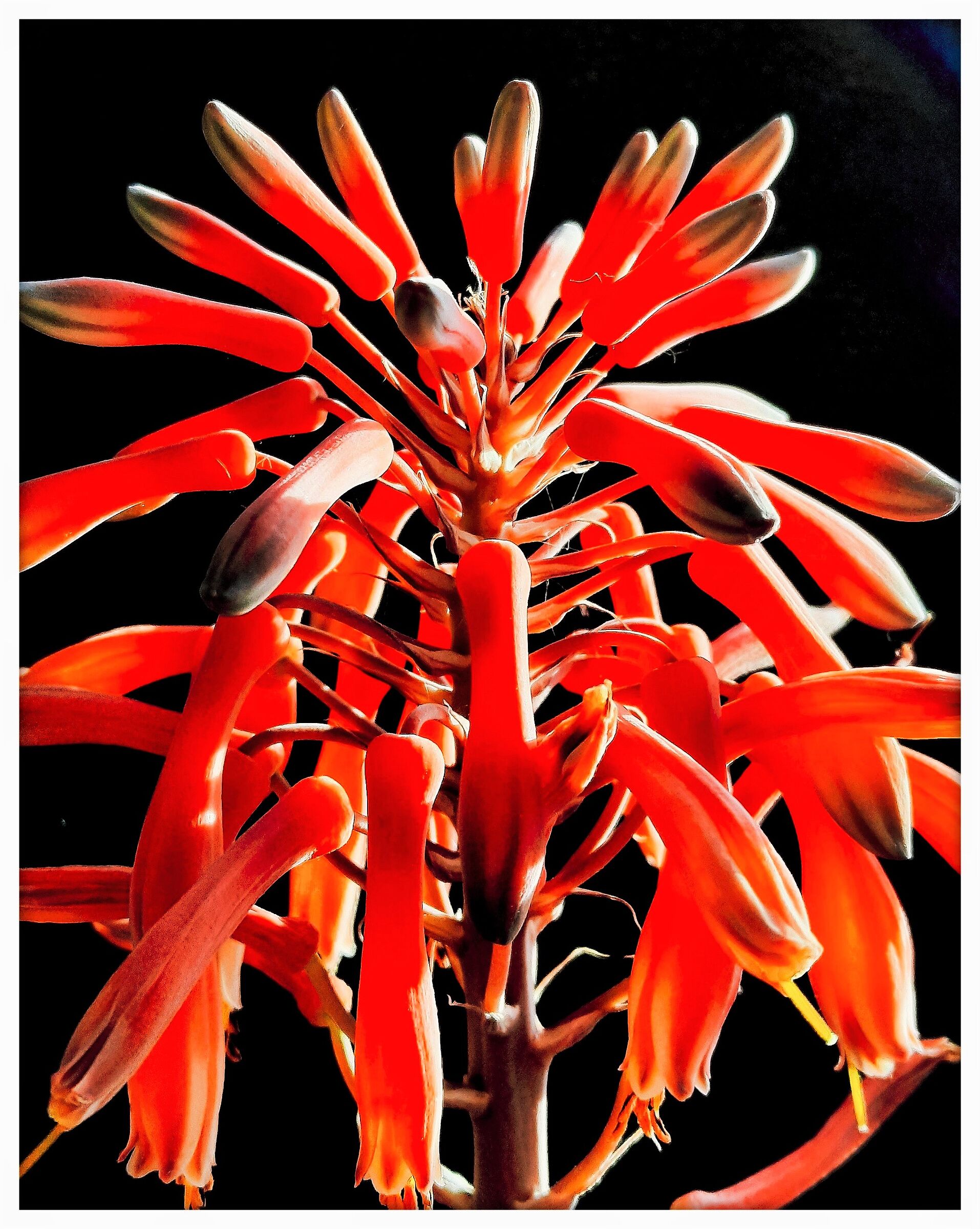 Fiore di Aloe