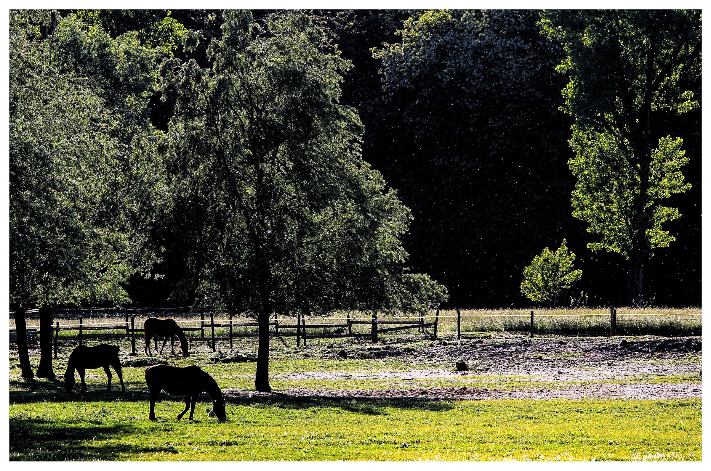 ... nella vecchia fattoria ia ia oh ...