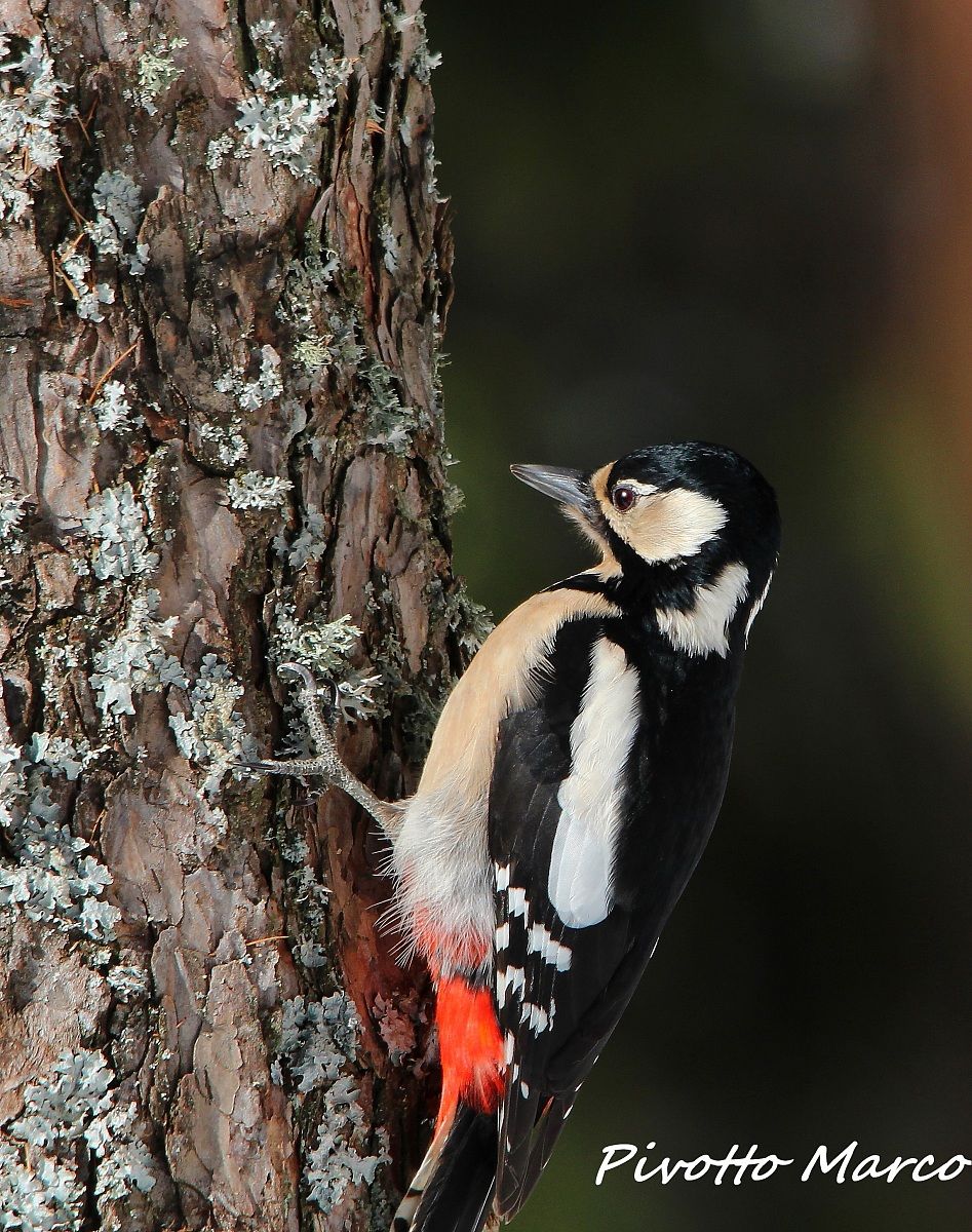 Woodpecker