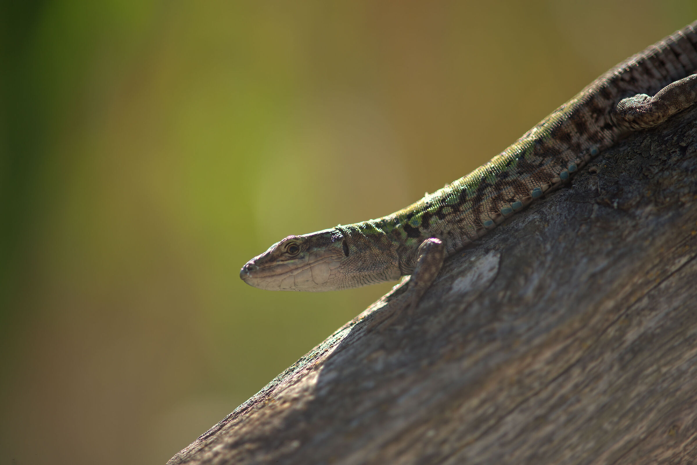 Country lizard