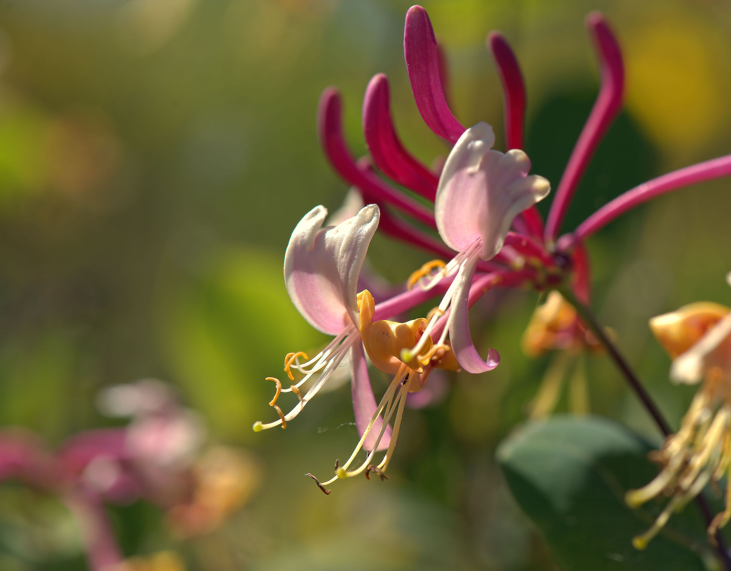honeysuckle