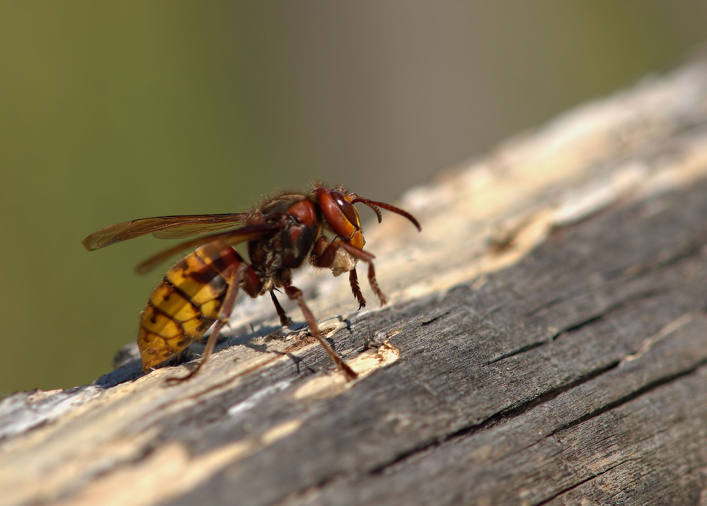 Calabrone con poltiglia di legno (costruzione alveare)