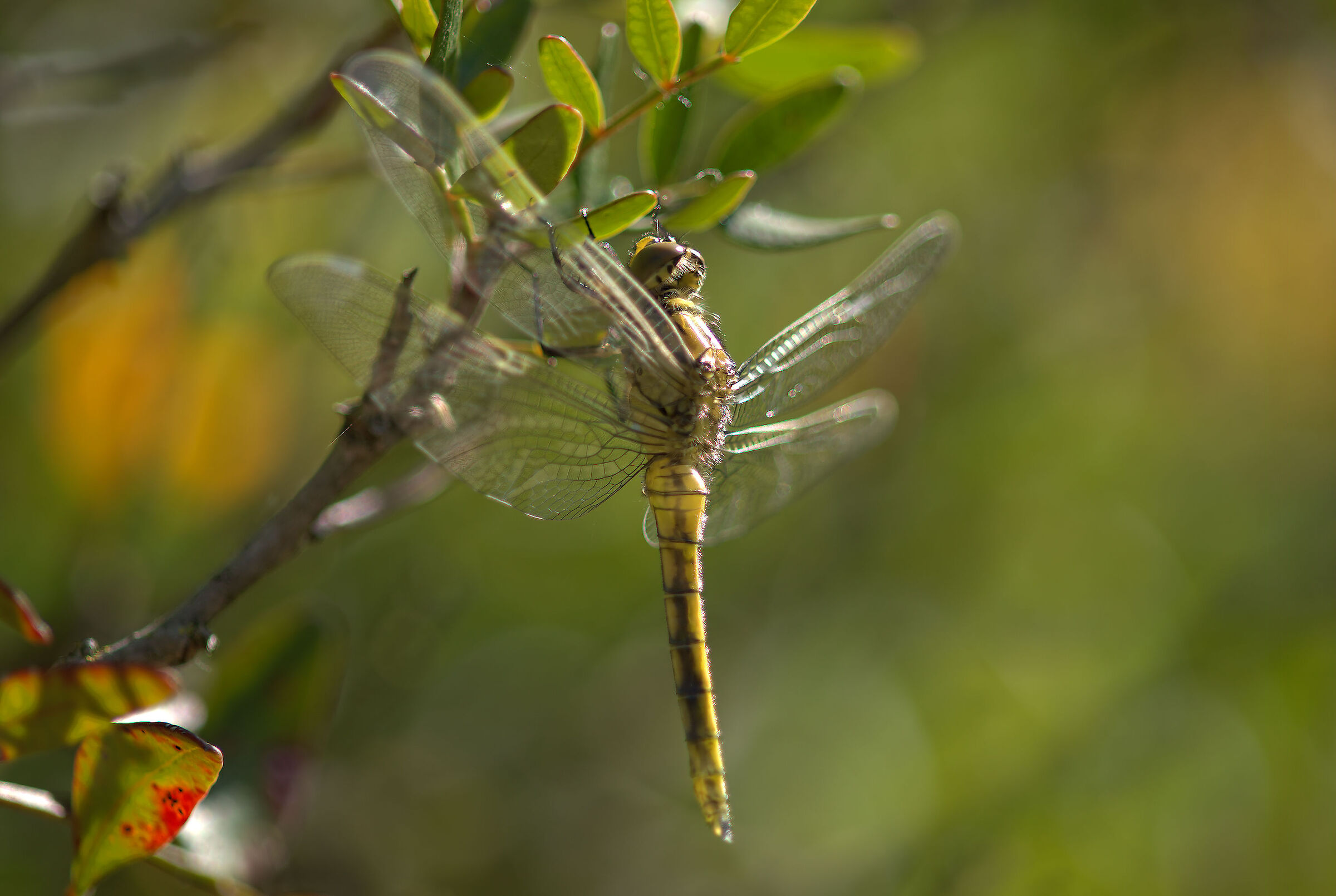 Libellula
