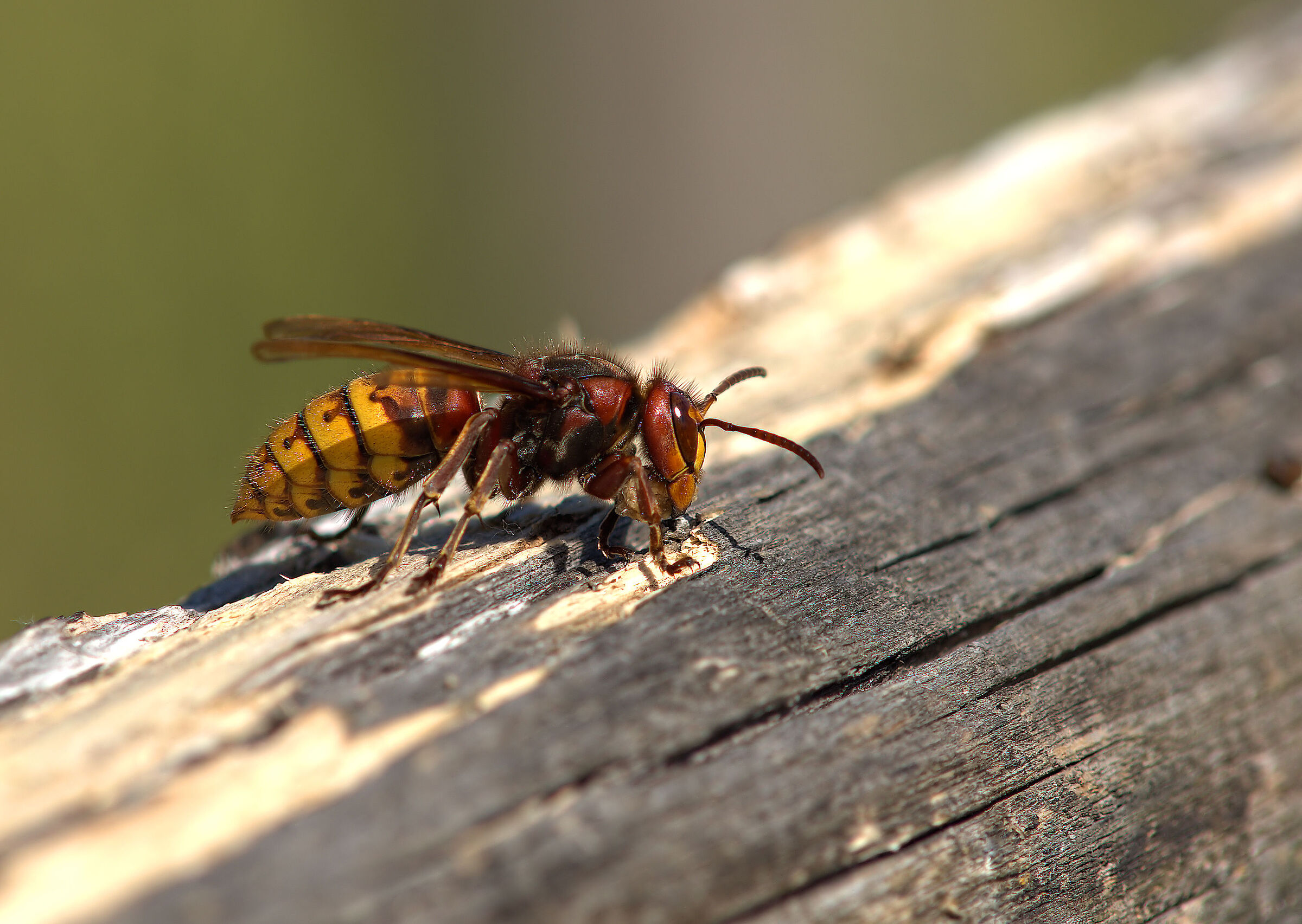 Calabrone con poltiglia di legno (costruzione alveare)