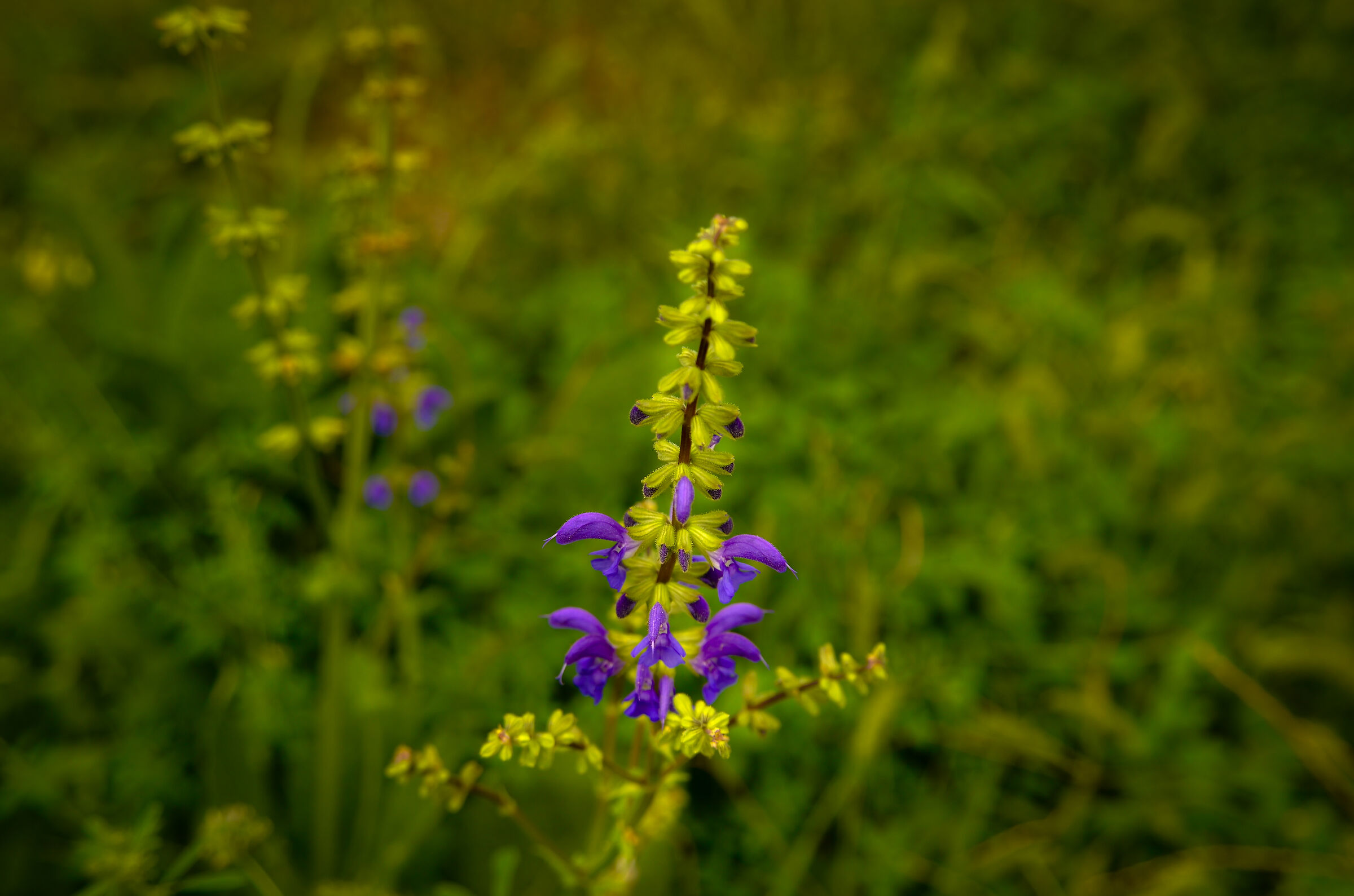 wildflowers in autumn