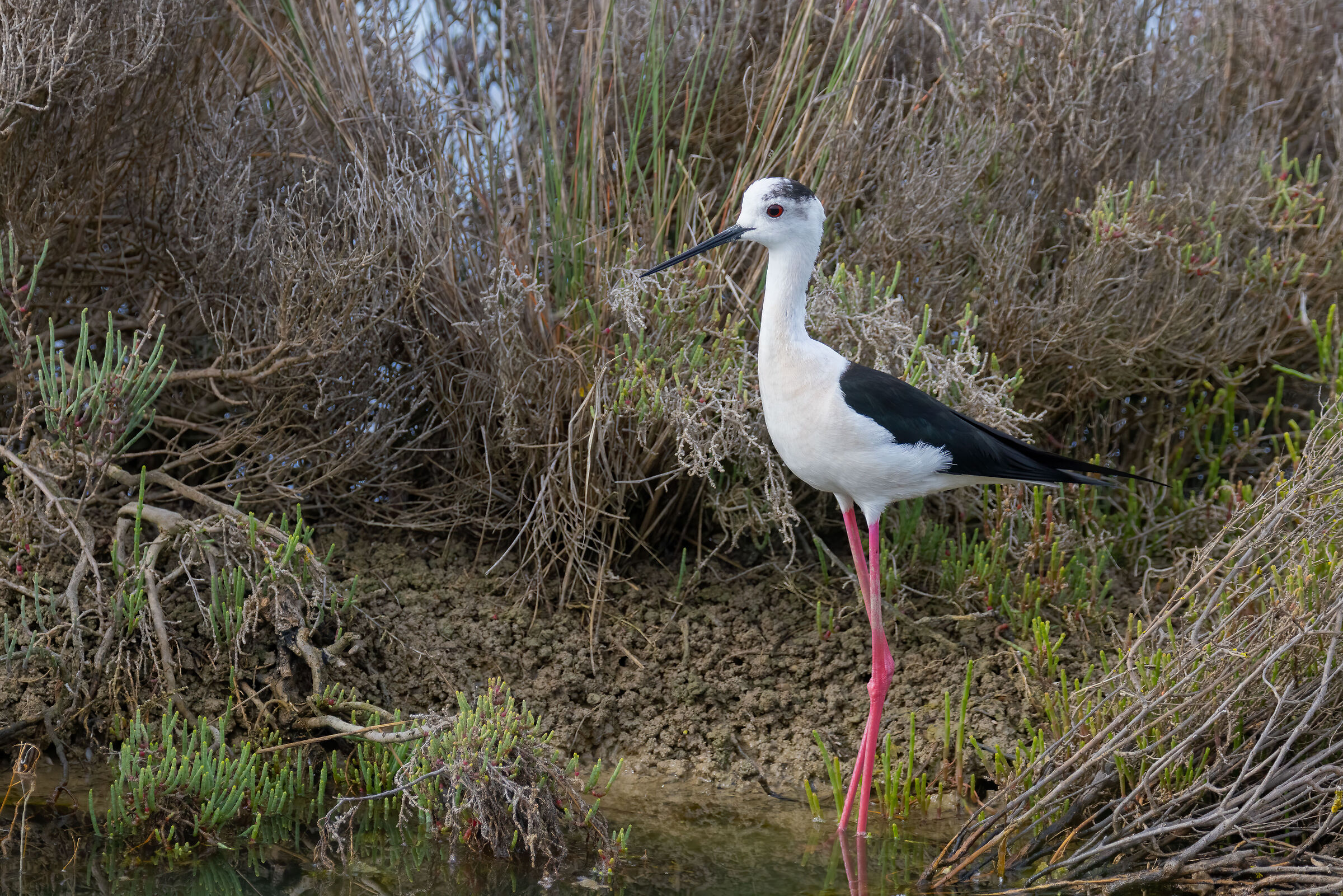 Cavaliere d'Italia presso le Valli di Comacchio