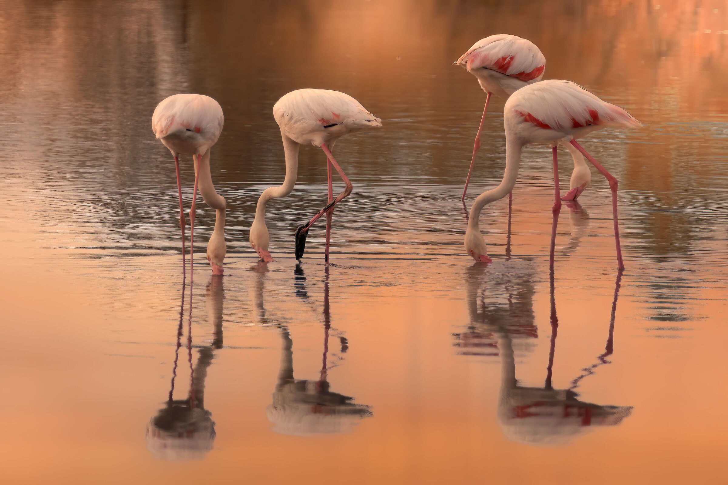 Fenicotteri rosa presso le Valli di Comacchio